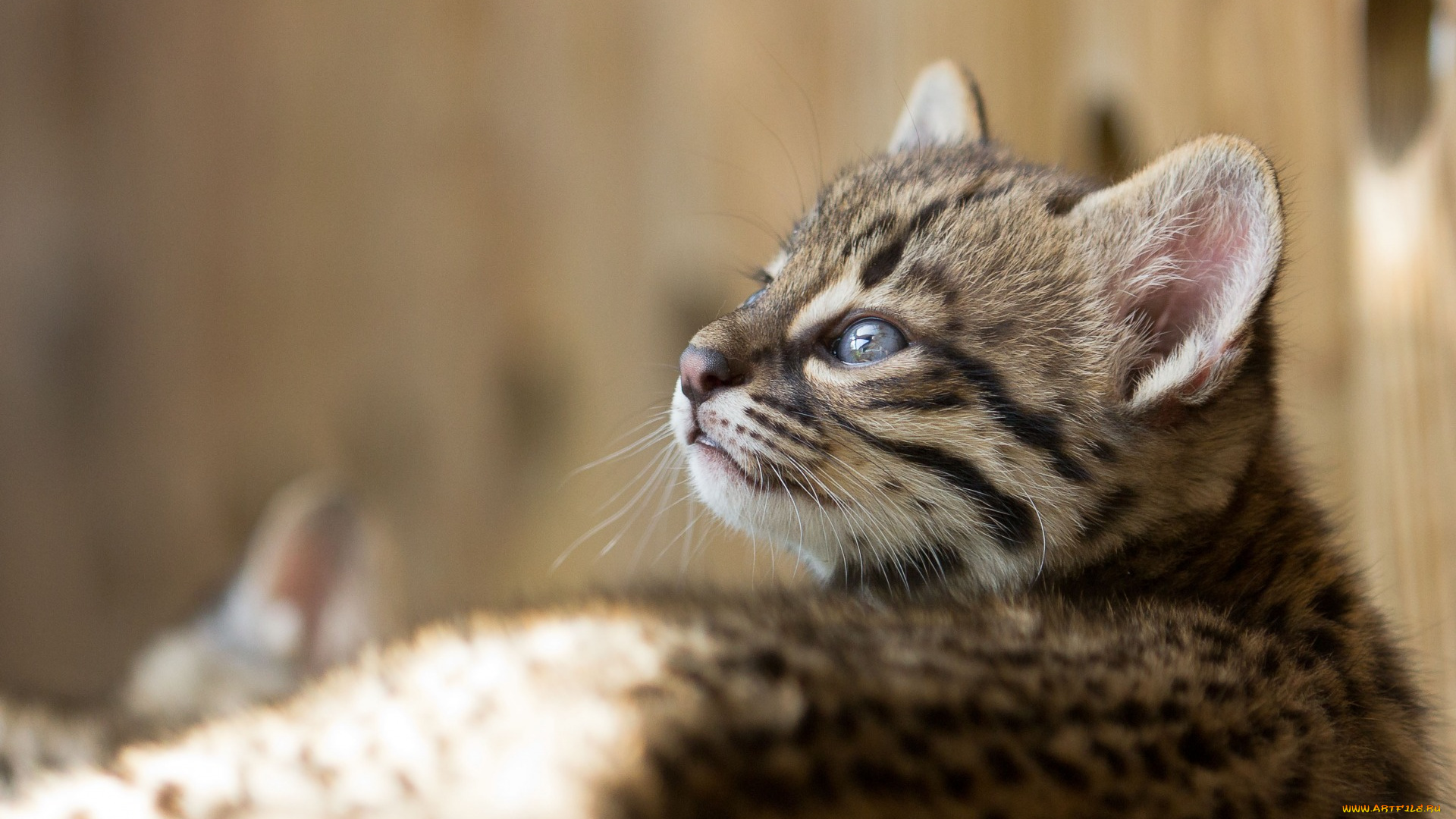 животные, коты, взгляд, морда