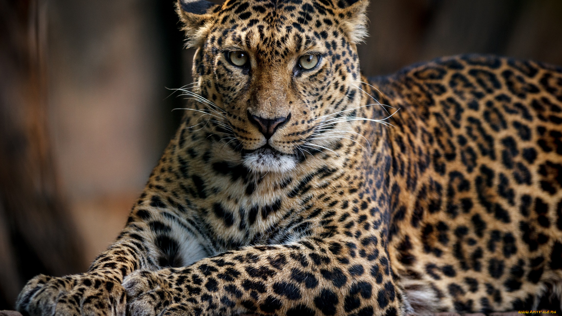 животные, леопарды, кошка, леопард, грация