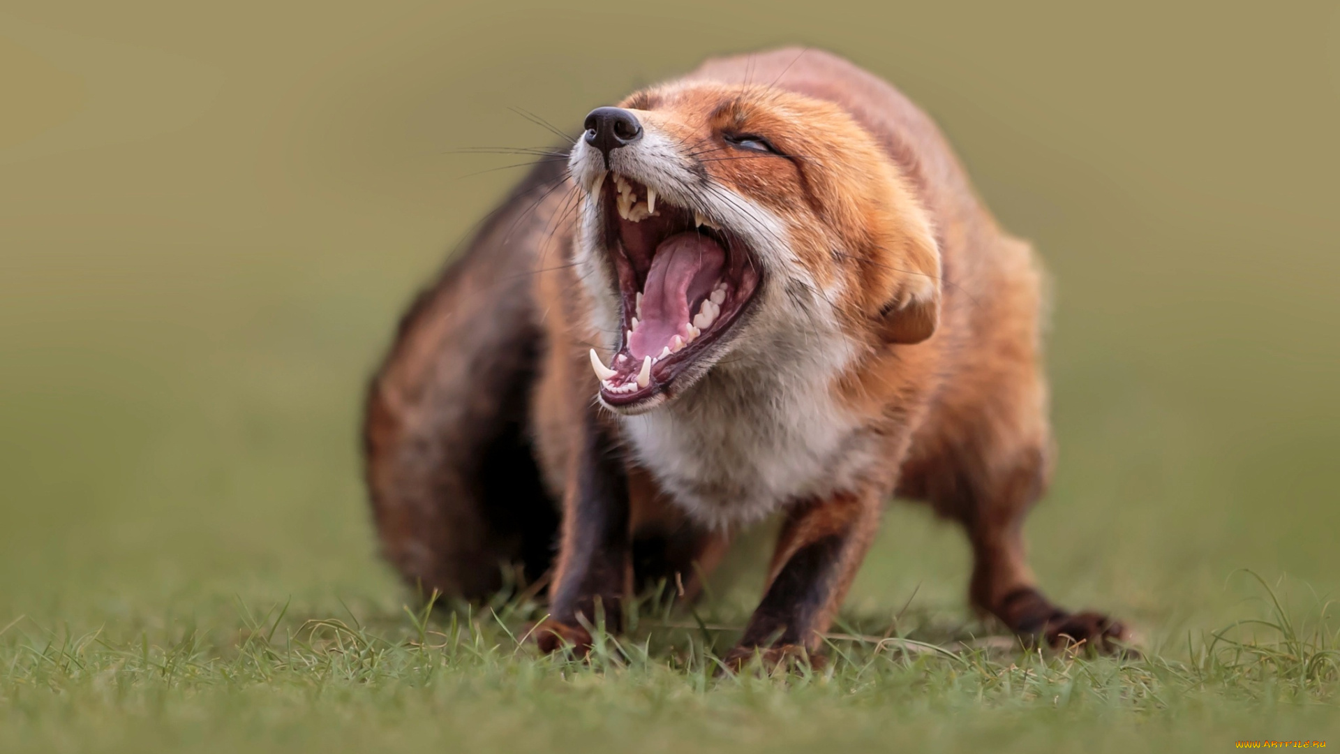 животные, лисы, природа, животное, лисица, пасть, лиса, трава