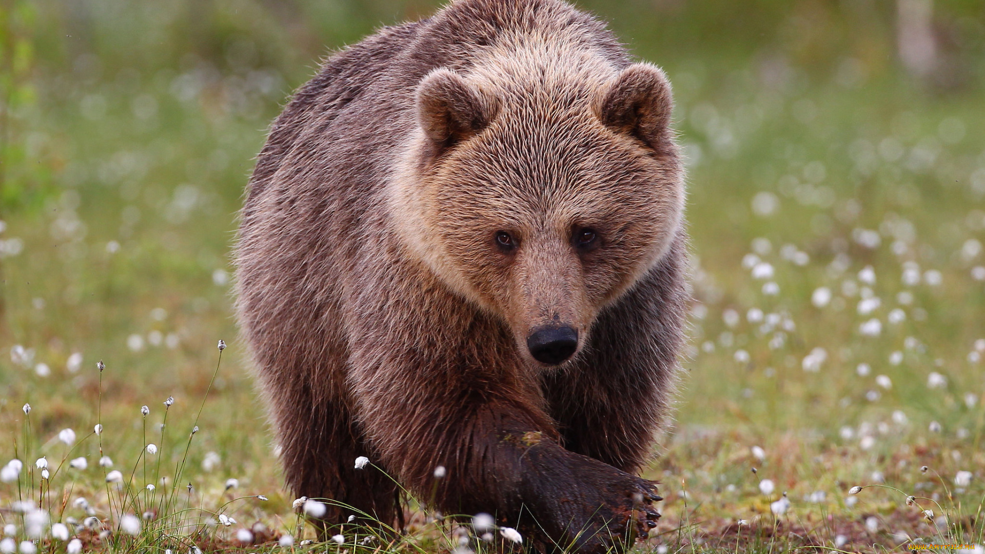 животные, медведи, природа, большой, животное, медведь