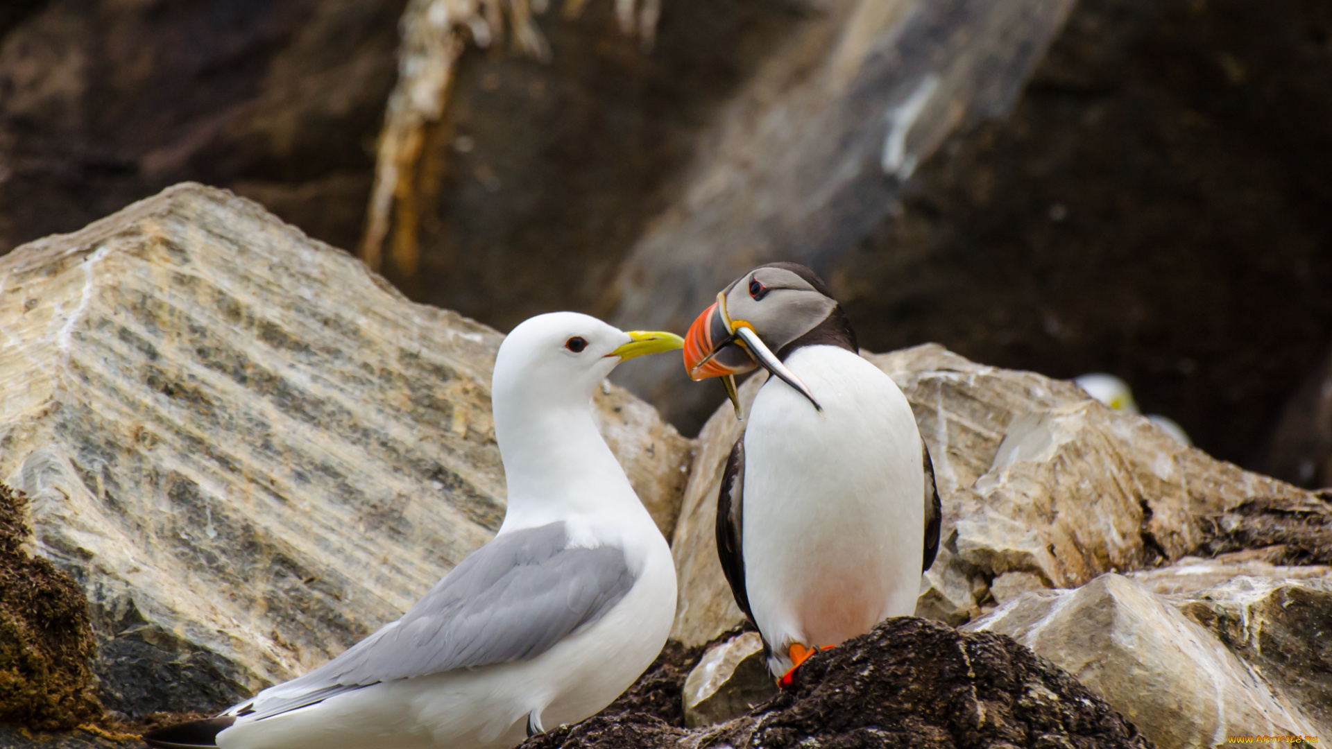 животные, разные, вместе, чайка, птицы, тупик, рыба, камни, природа