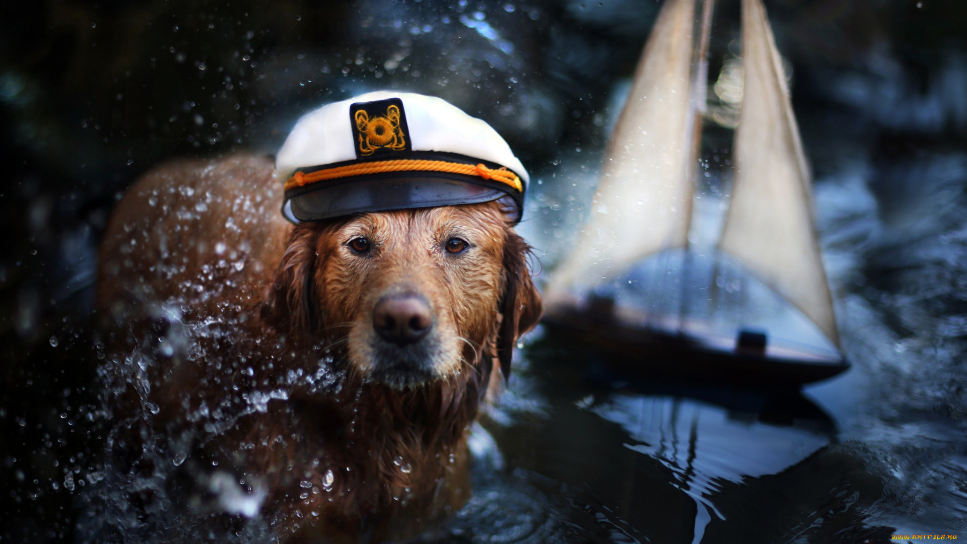 животные, собаки, брызги, собака, животное, кораблик, вода, ретривер, фуражка, пёс