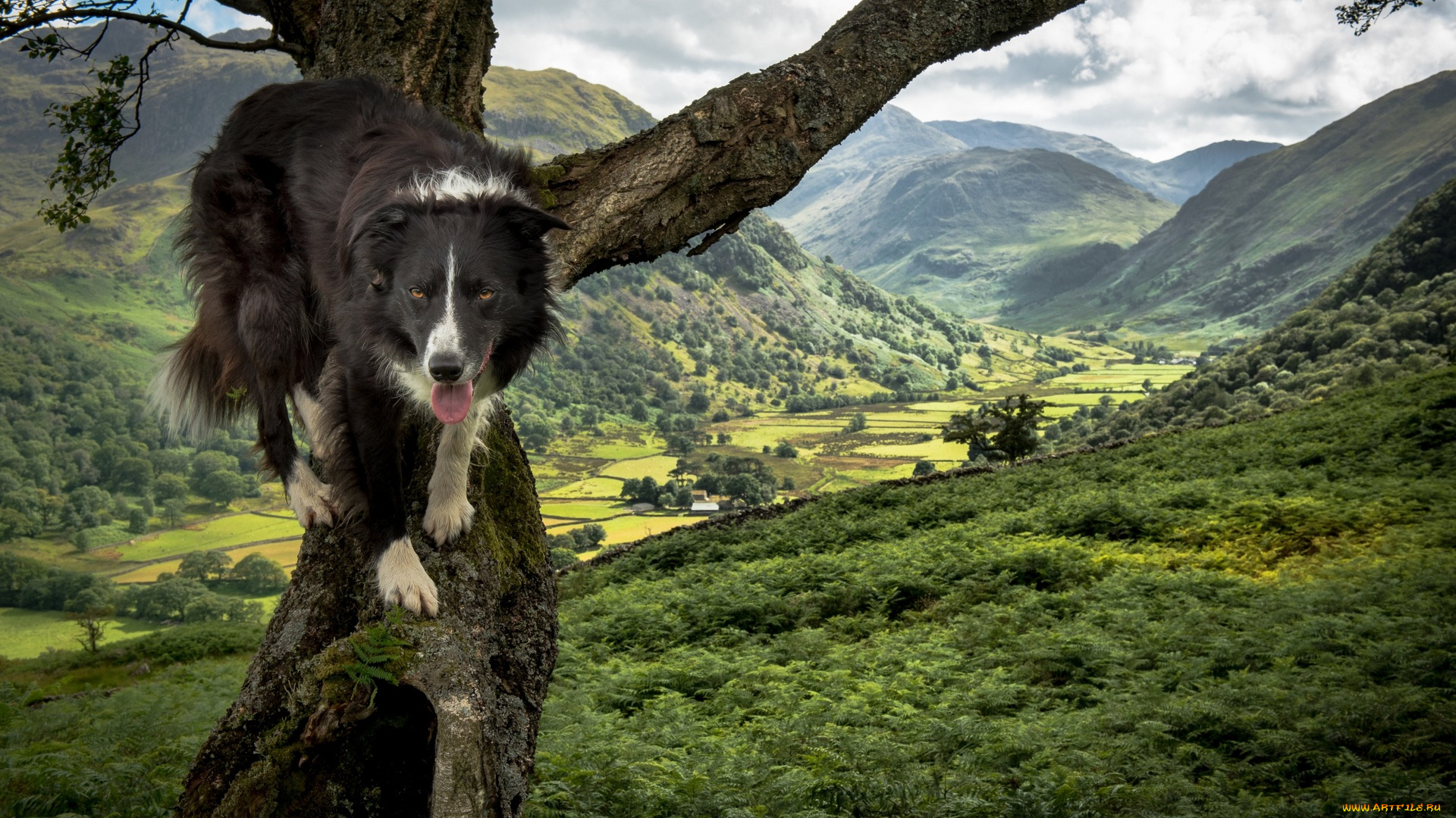 животные, собаки, облака, деревья, горы