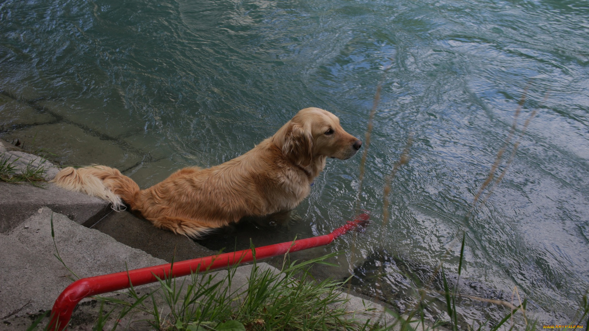 животные, собаки, растения, водоем