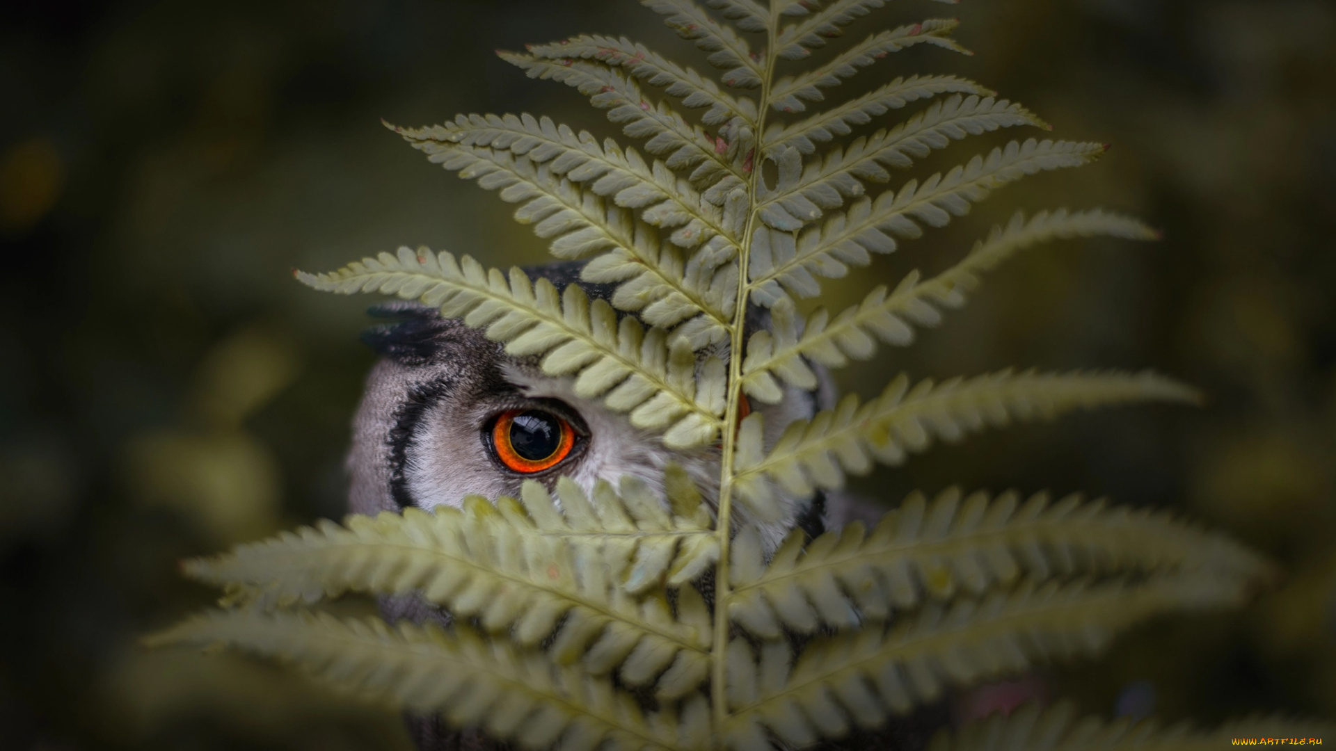животные, совы, сова, папоротник, глаз, лист, птица