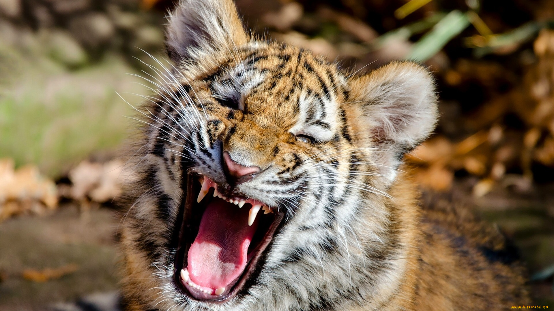 животные, тигры, морда