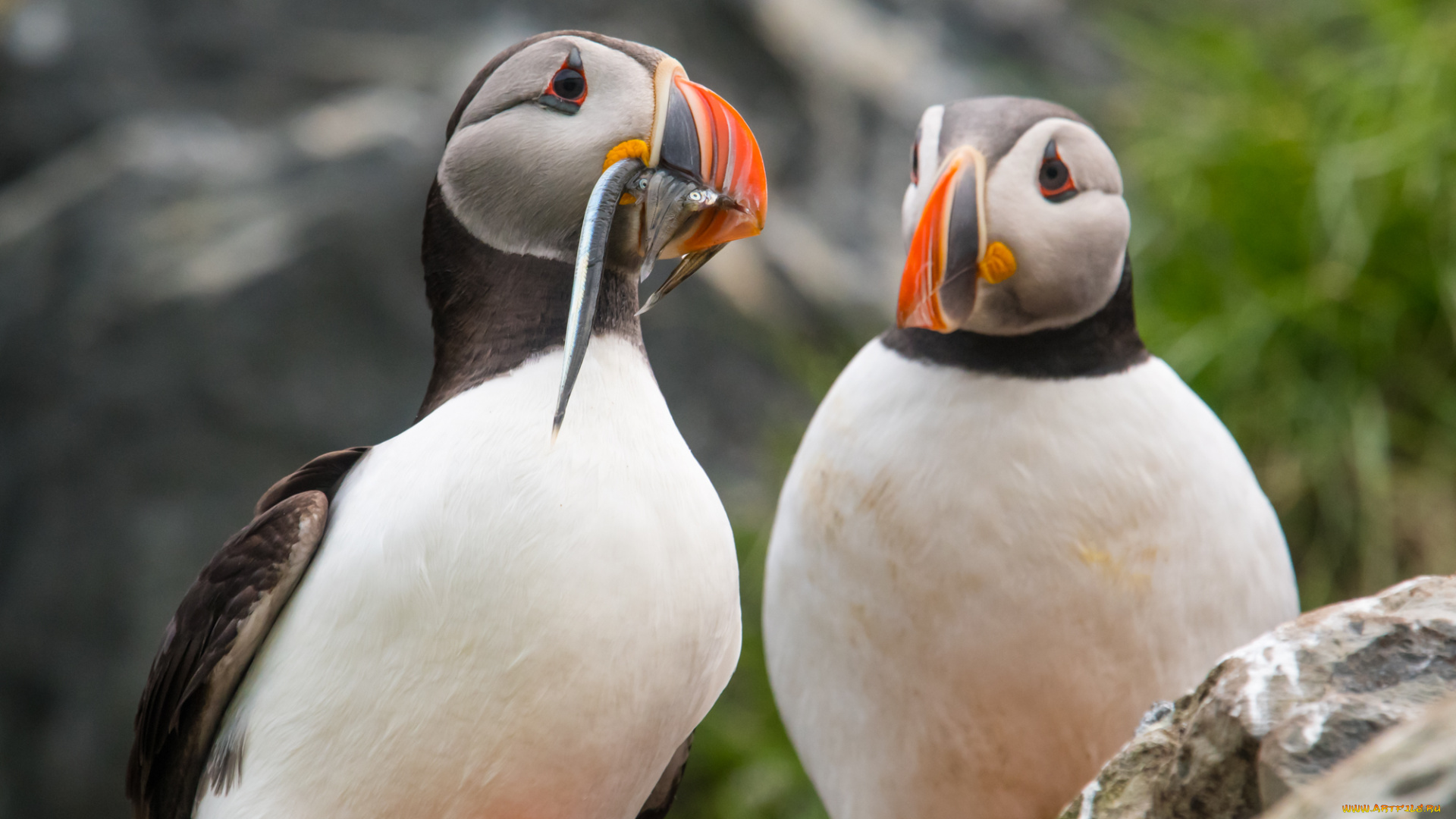 животные, тупики, птицы, рыба, пара, горы, природа
