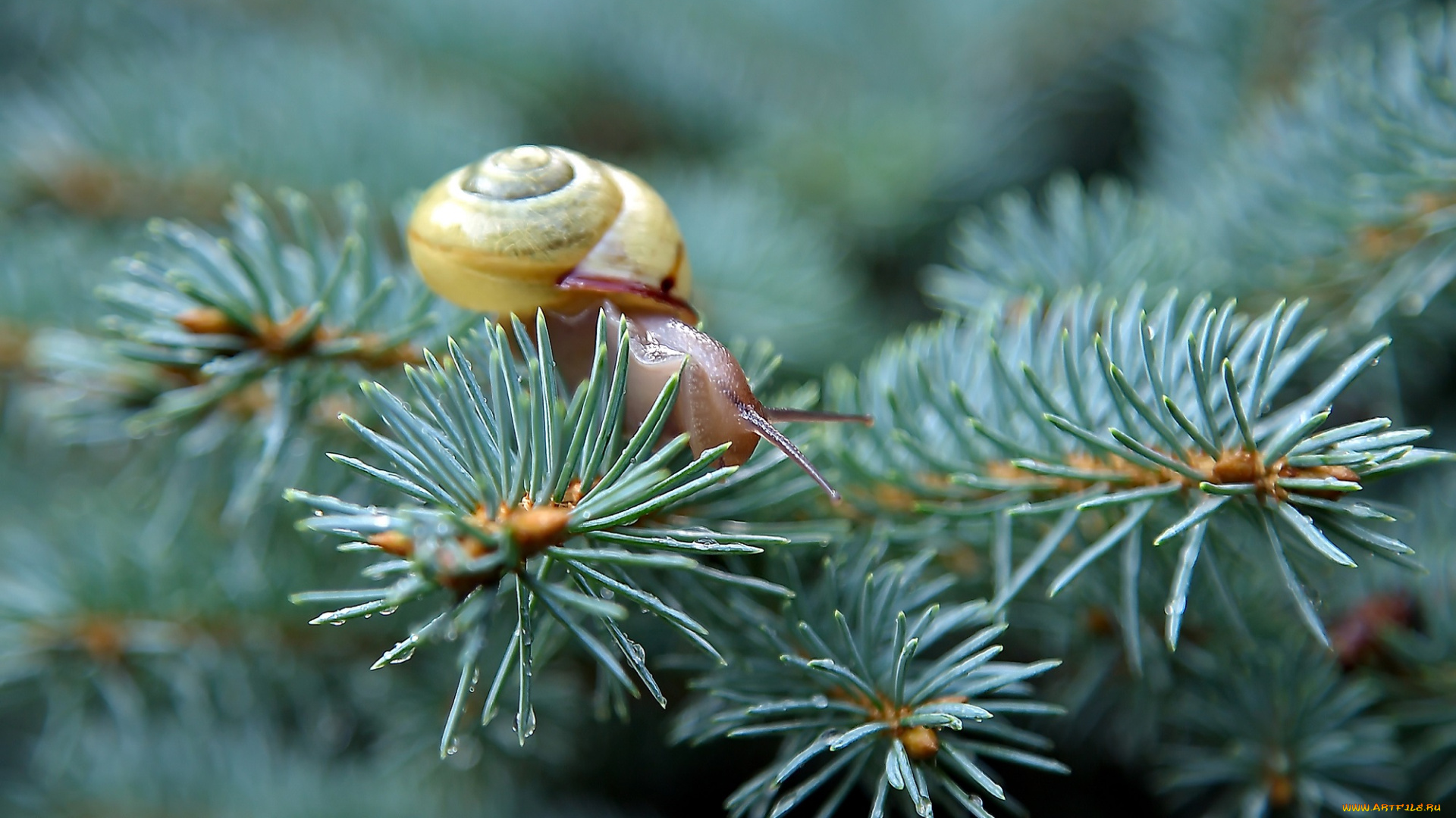 животные, улитки, улитка, ель, ветки, иглы