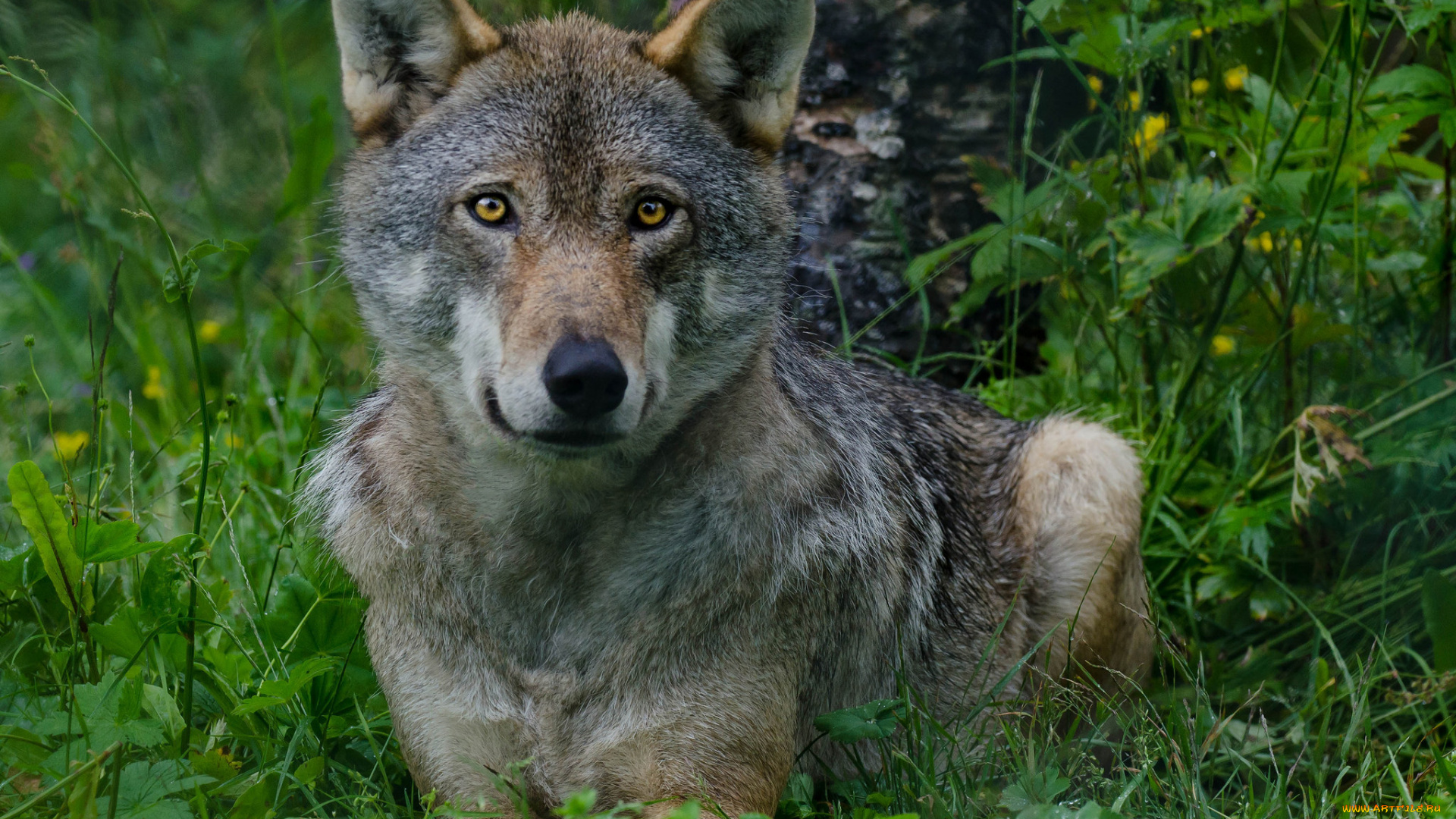 животные, волки, , койоты, , шакалы, опасен, взгляд, фон, лес, волк