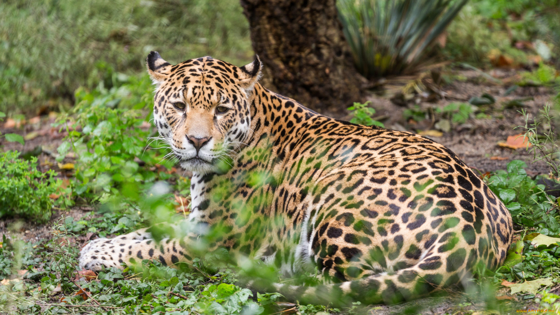 животные, Ягуары, кошка, животное, ягуар, отдых, природа