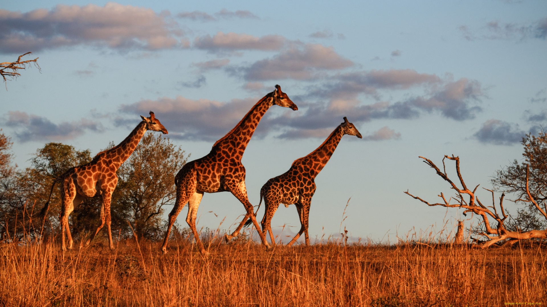 животные, жирафы, жираф