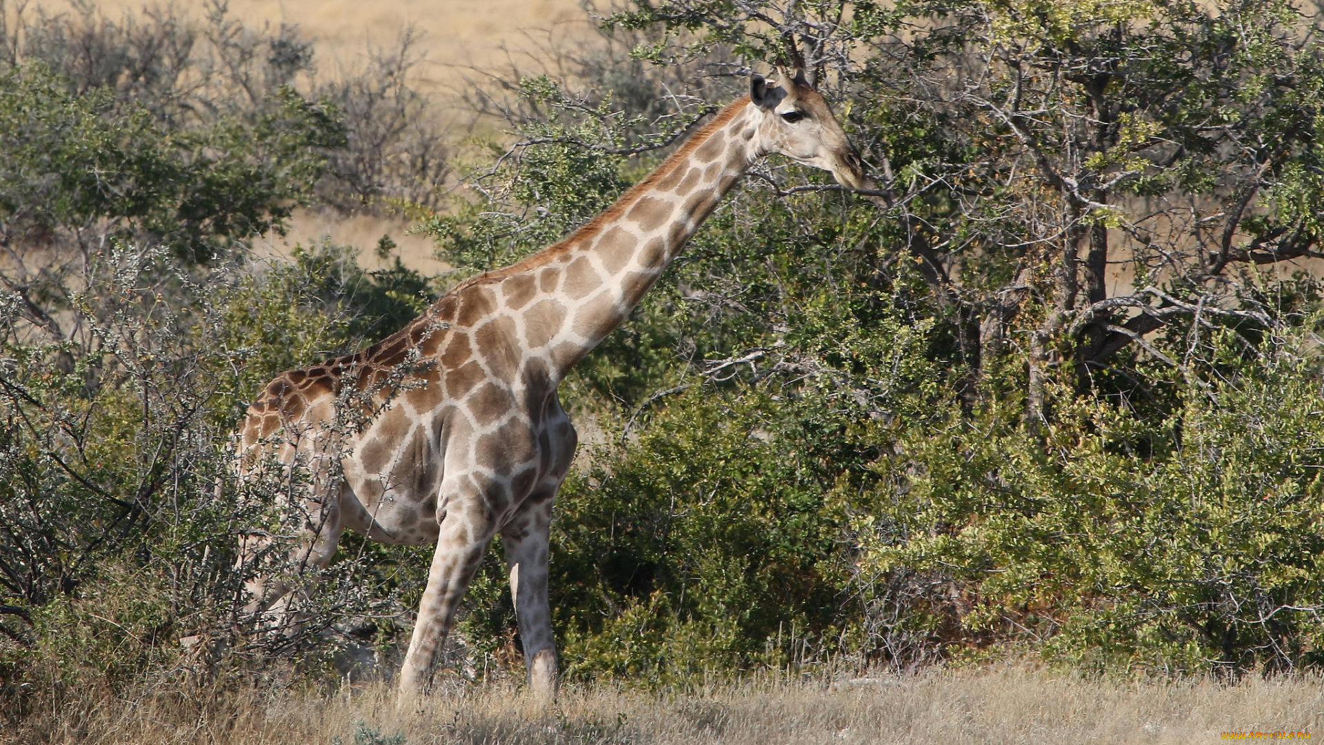 животные, жирафы, жираф