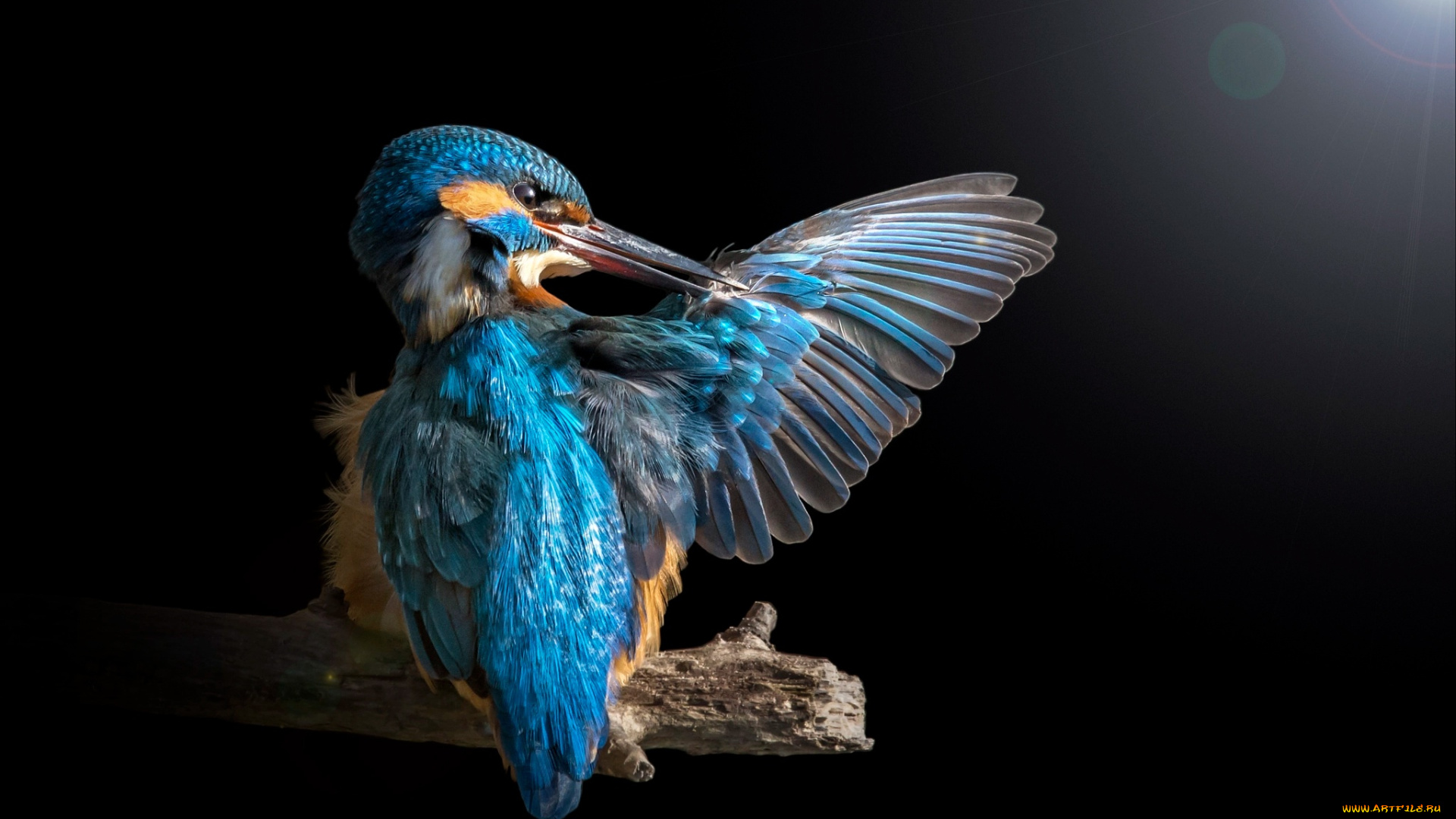 животные, зимородки, блик, зимородок, крыло, ветка, свет, птица