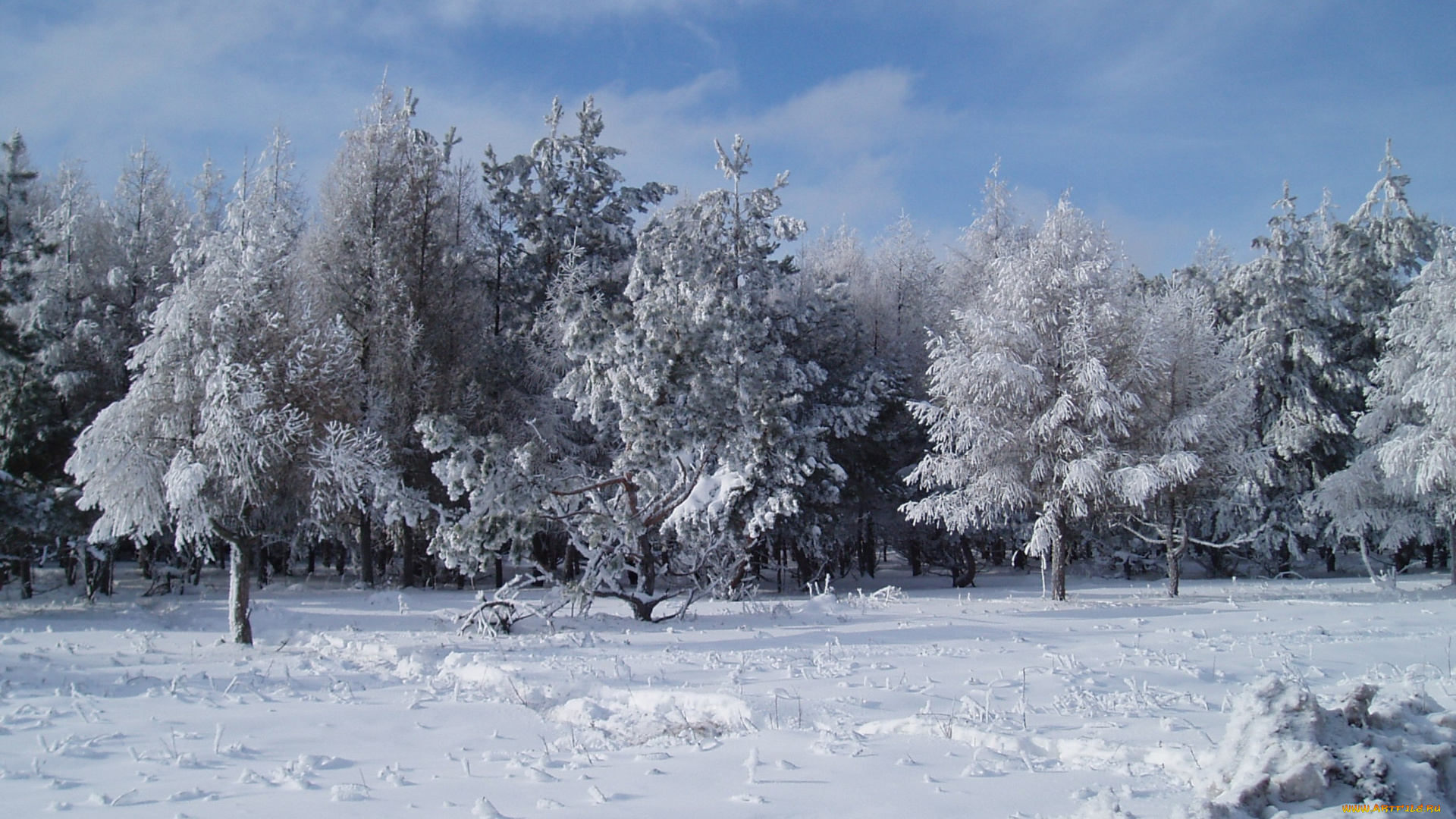 зимний, лес, природа, зима, лес, зимой