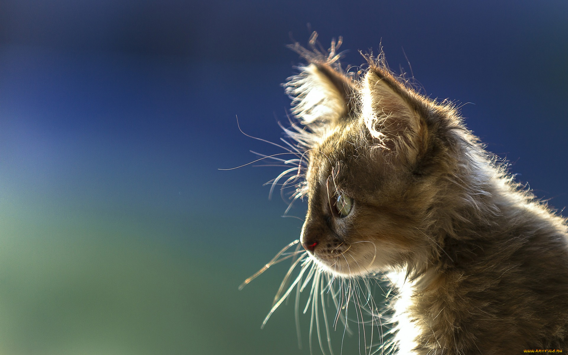 животные, коты, профиль