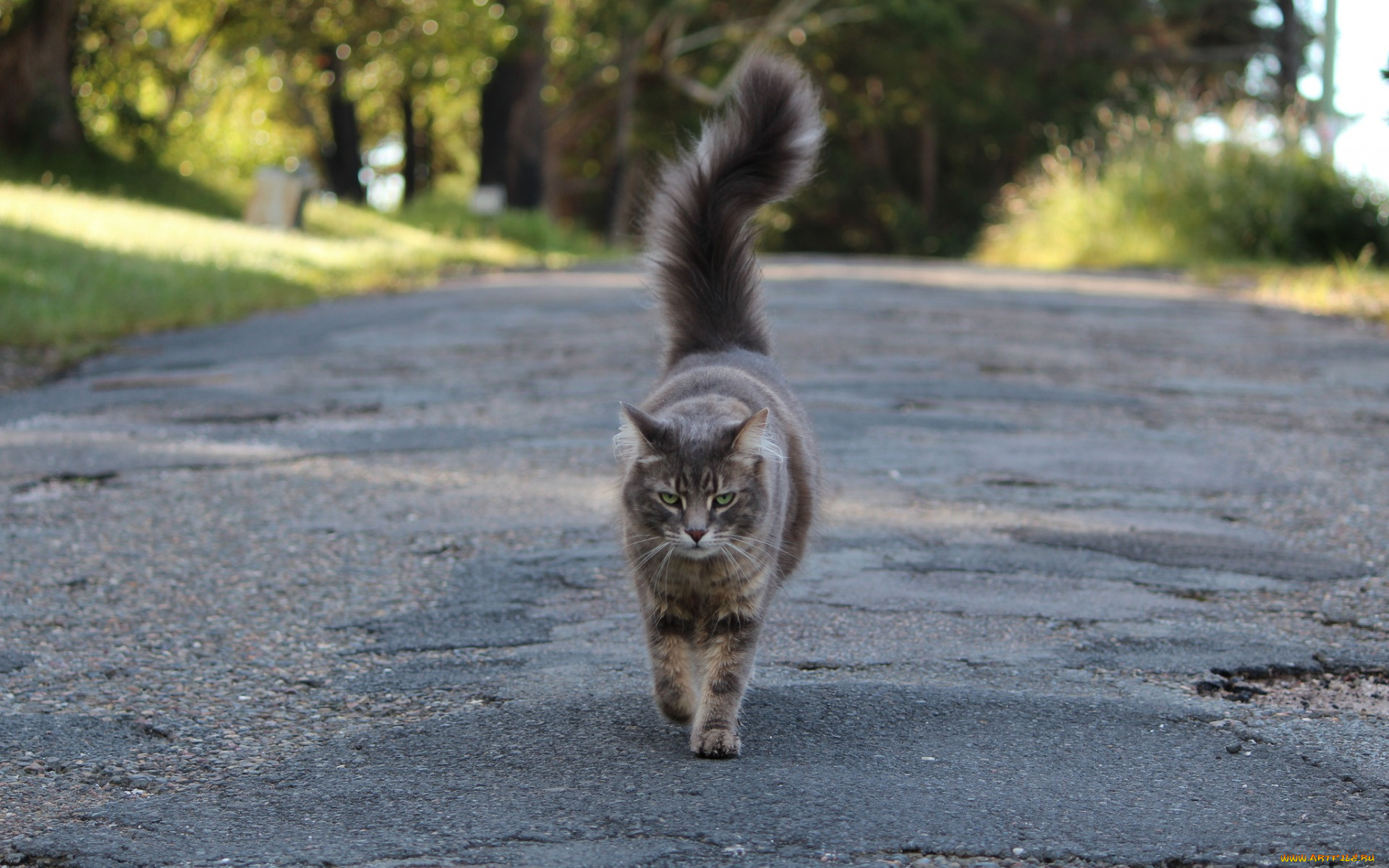 животные, коты, растения, дорога