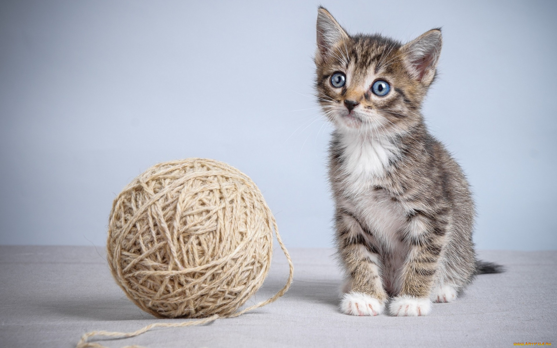 животные, коты, взгляд, клубок