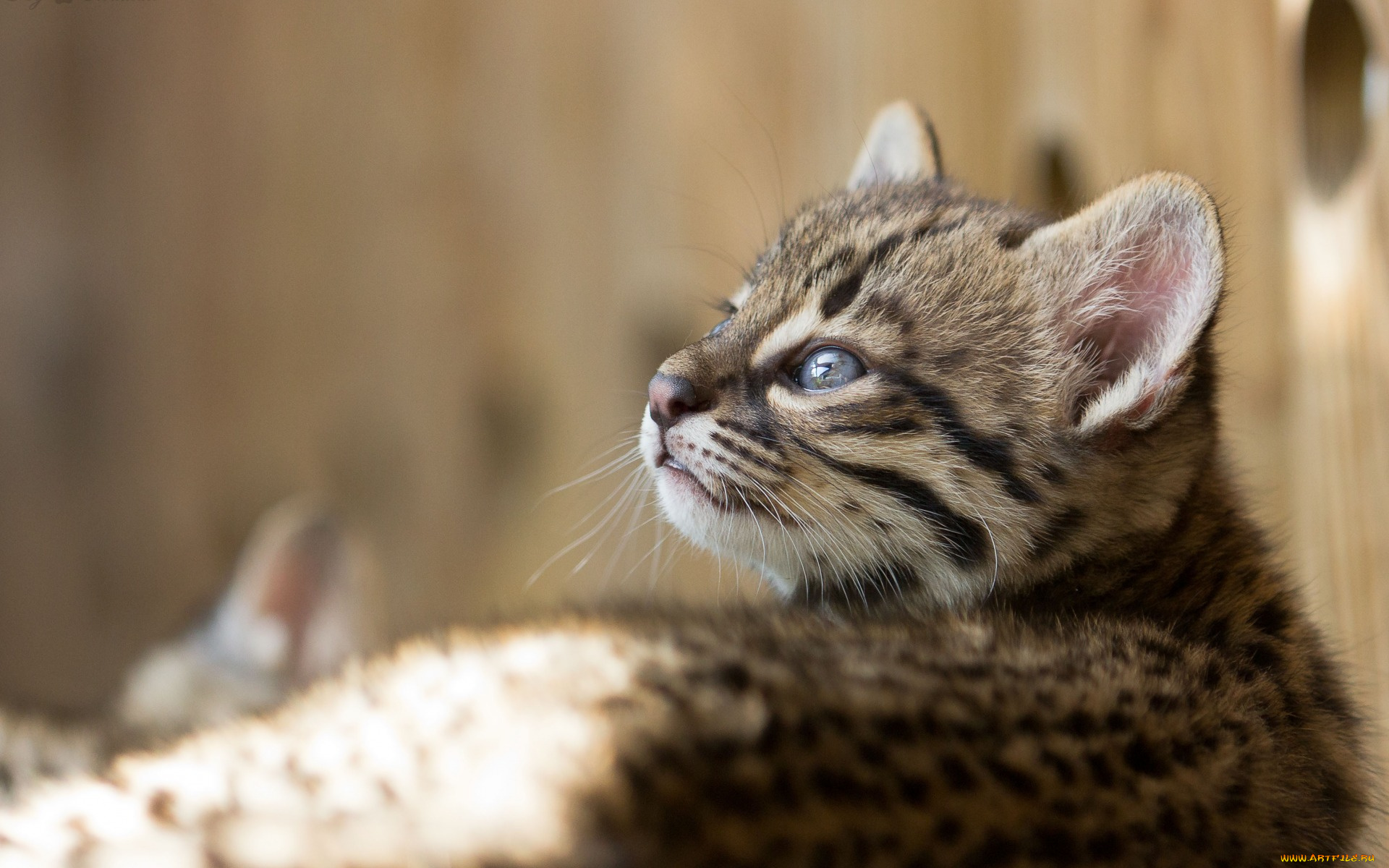 животные, коты, взгляд, морда