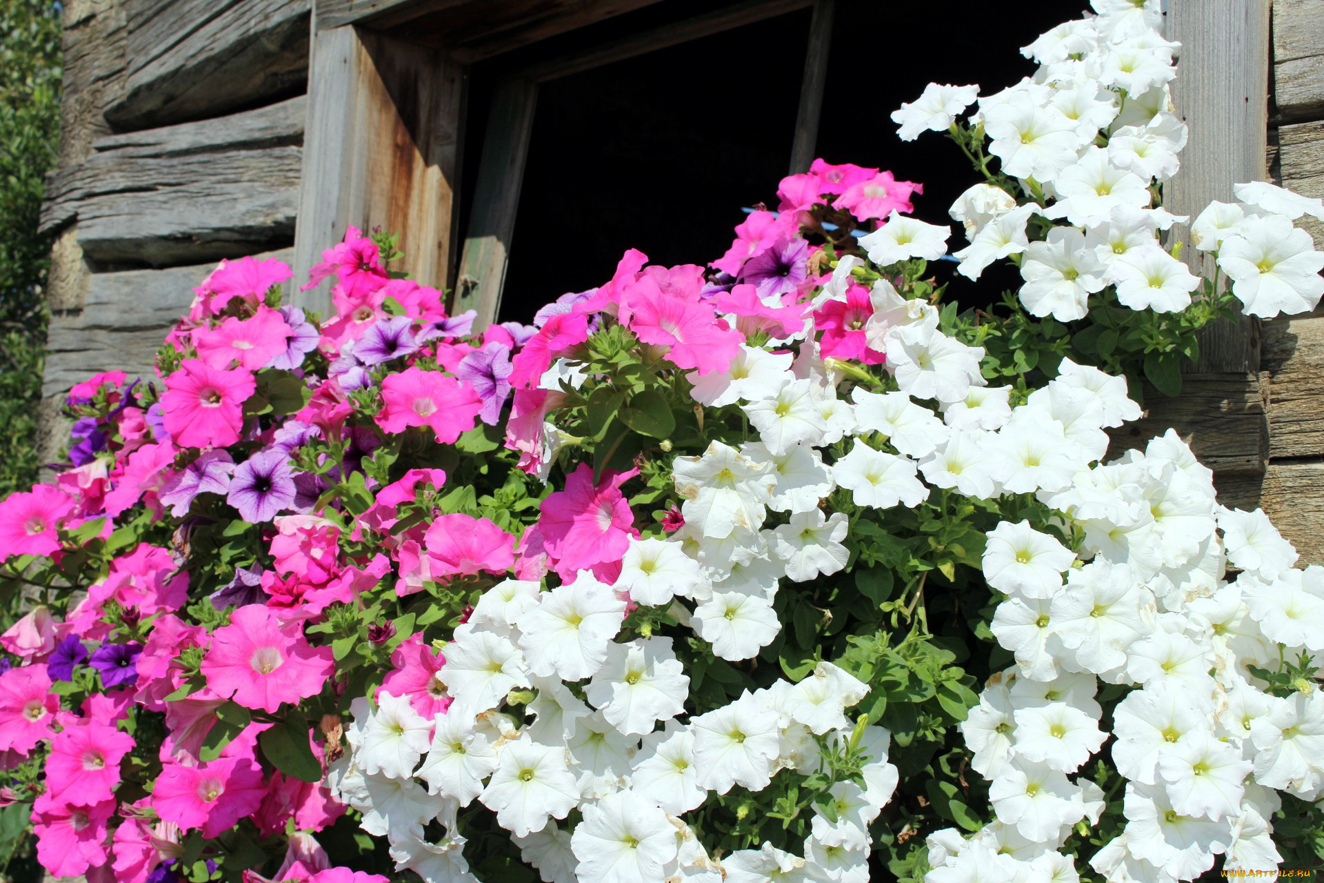 цветы, петунии, , калибрахоа, розовые, белые