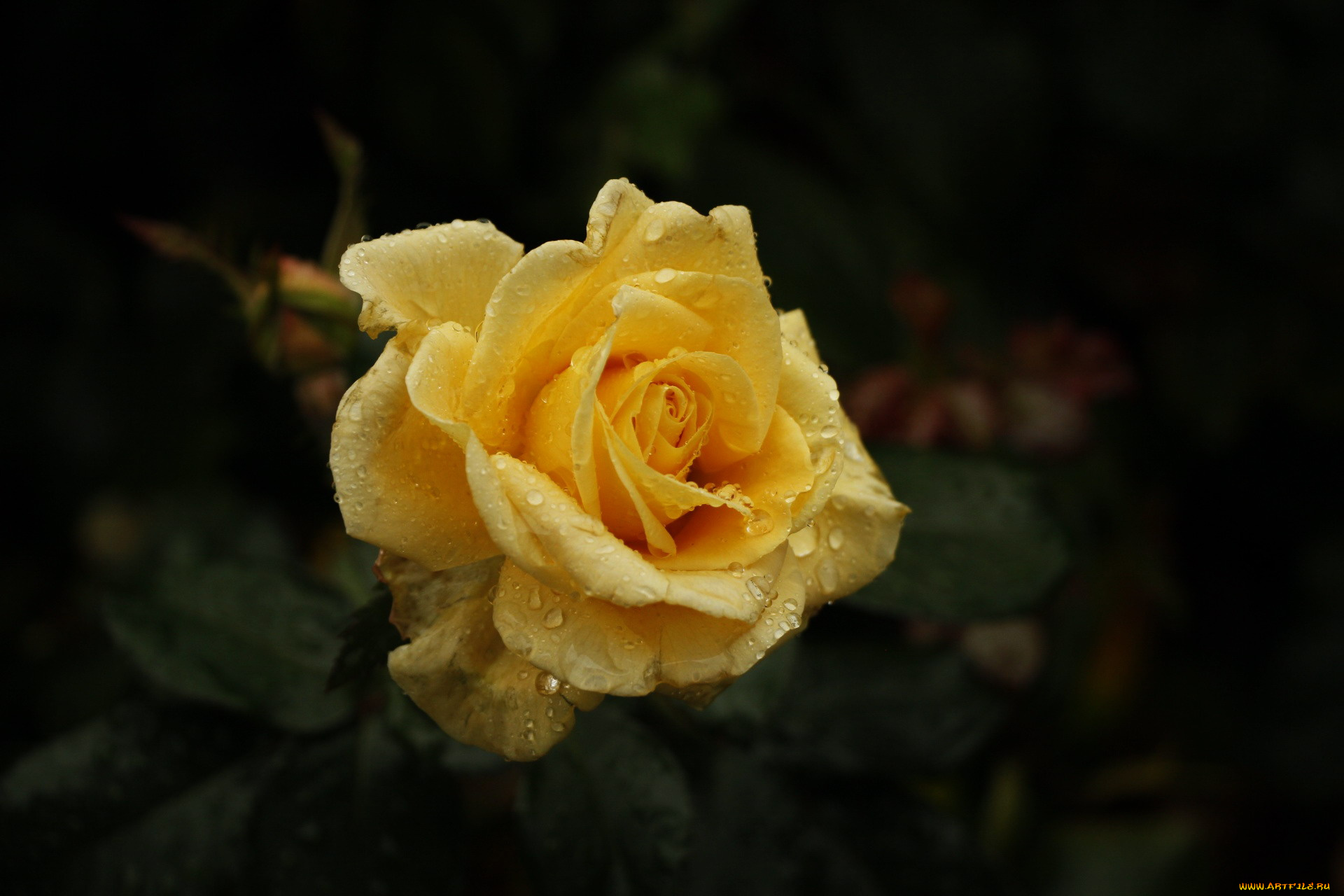 цветы, розы, капли, бутон