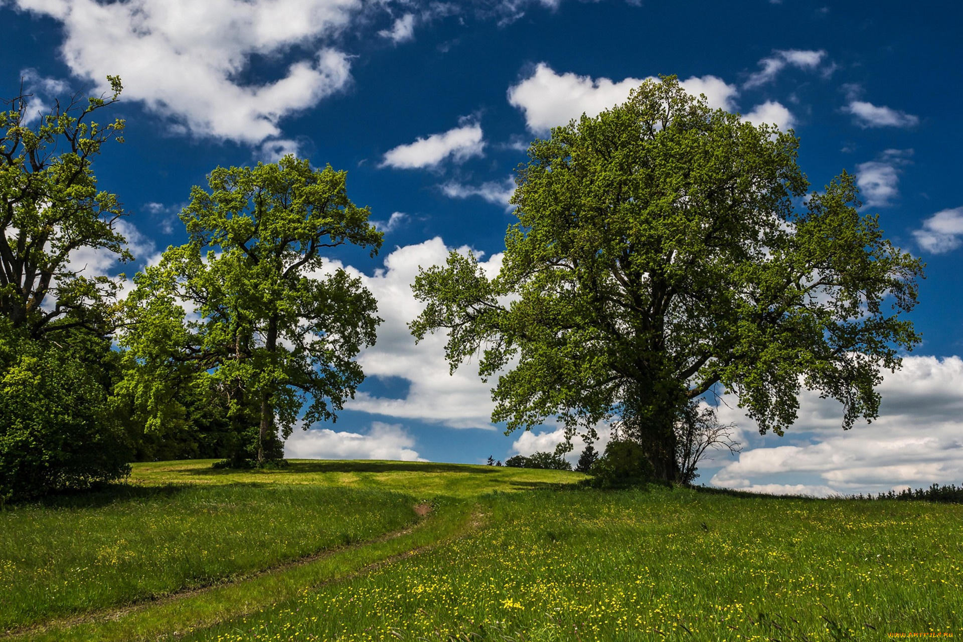 природа, деревья, простор