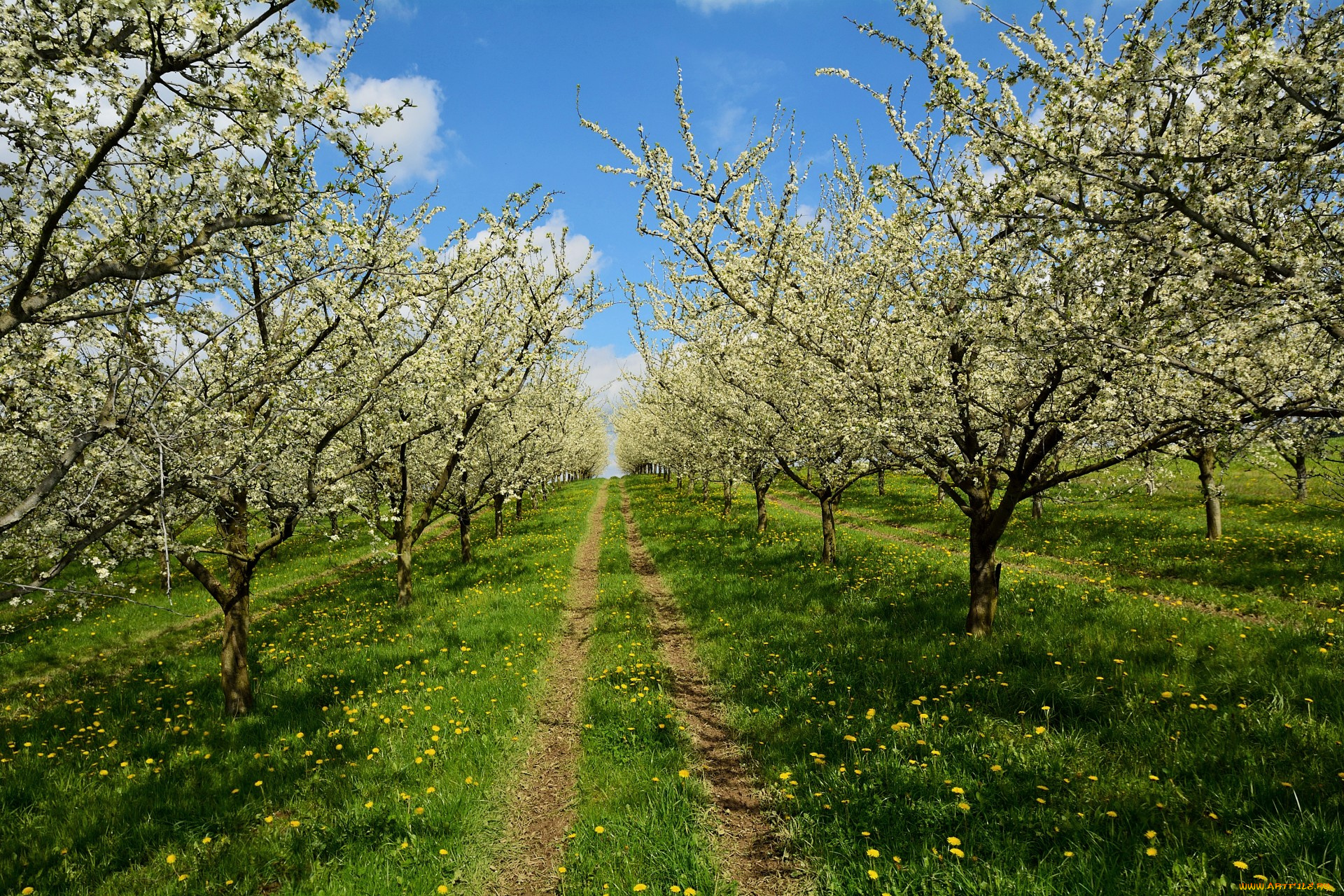 природа, дороги, простор