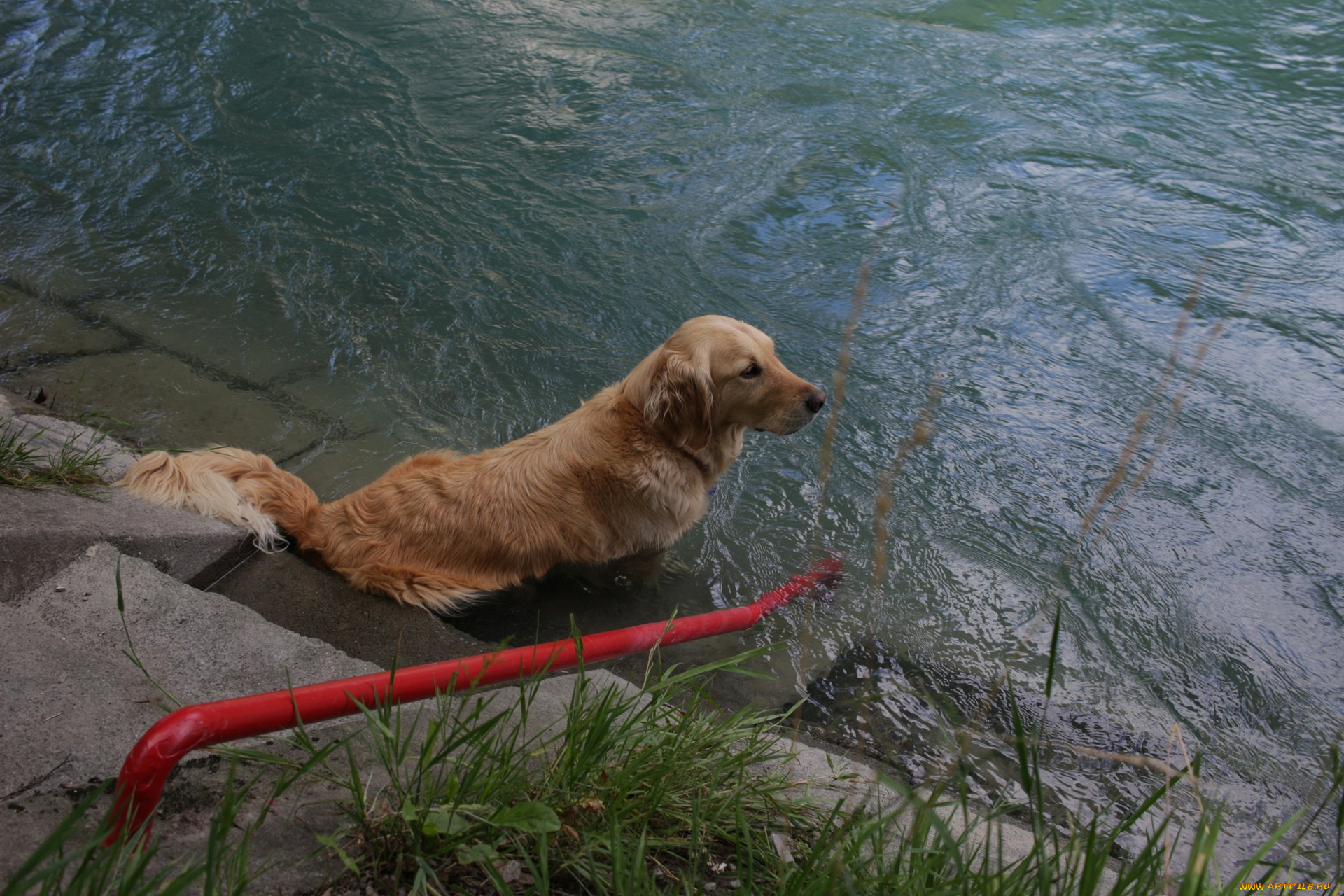 животные, собаки, растения, водоем