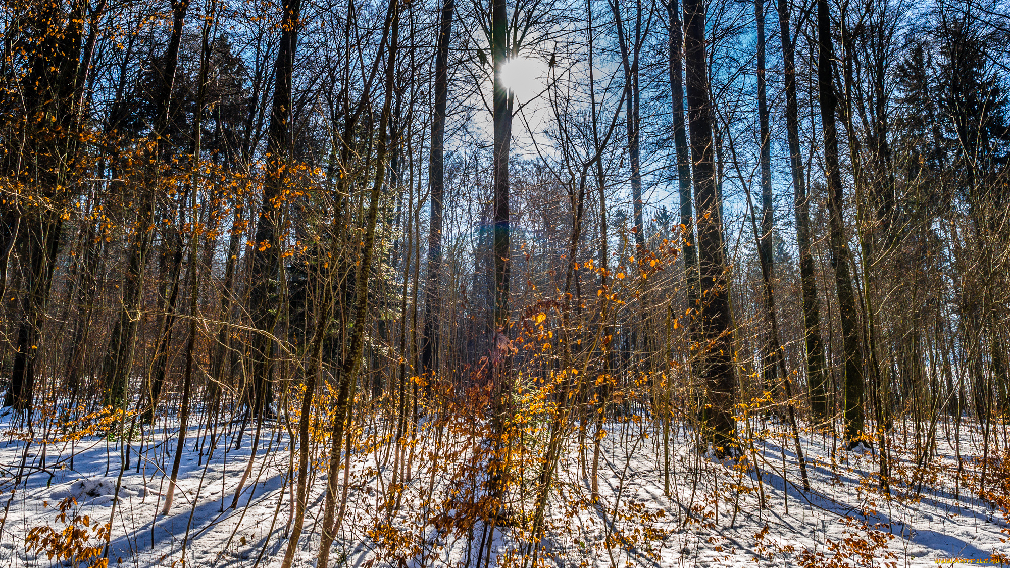 природа, лес, простор