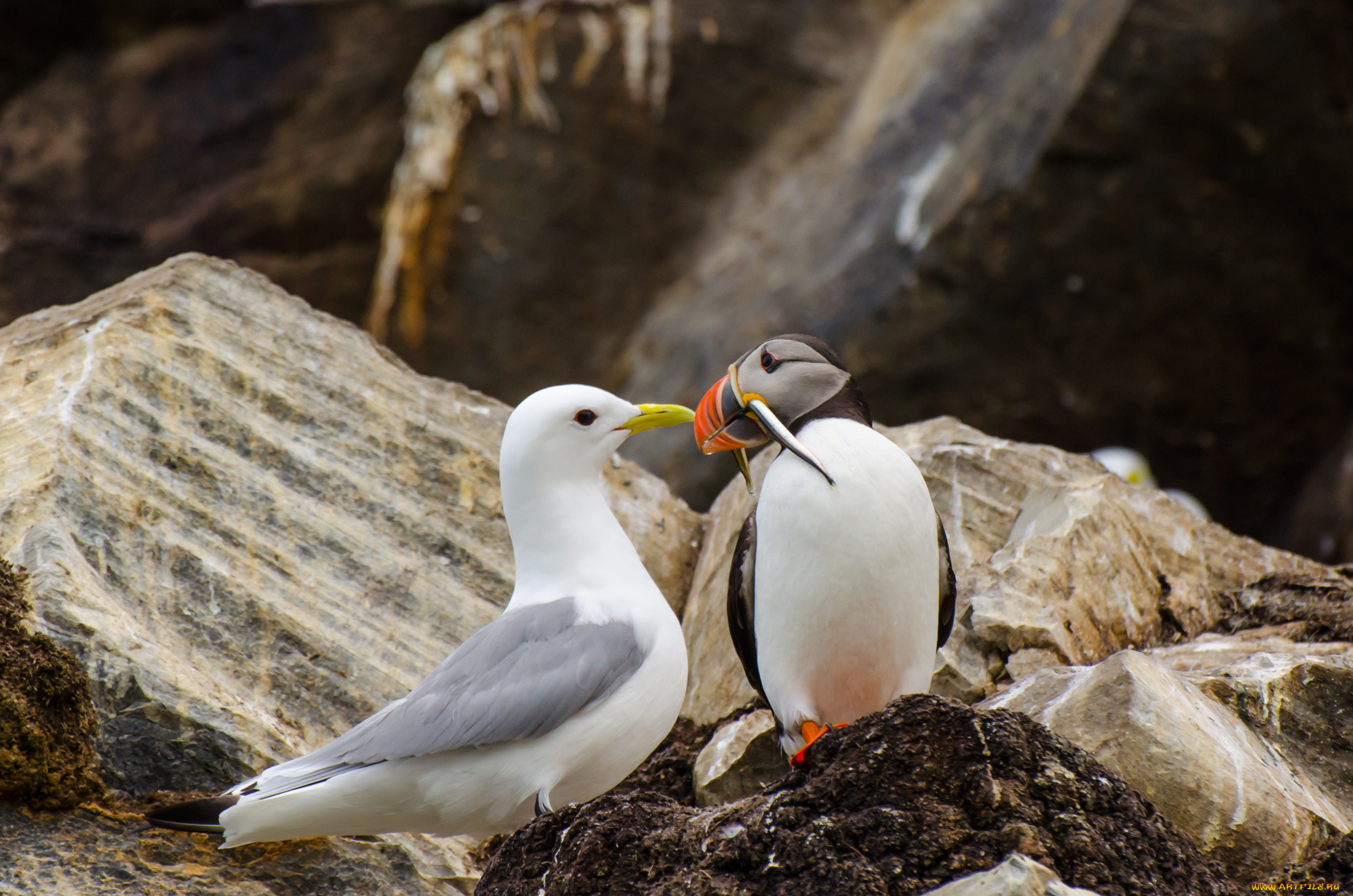 животные, разные, вместе, чайка, птицы, тупик, рыба, камни, природа