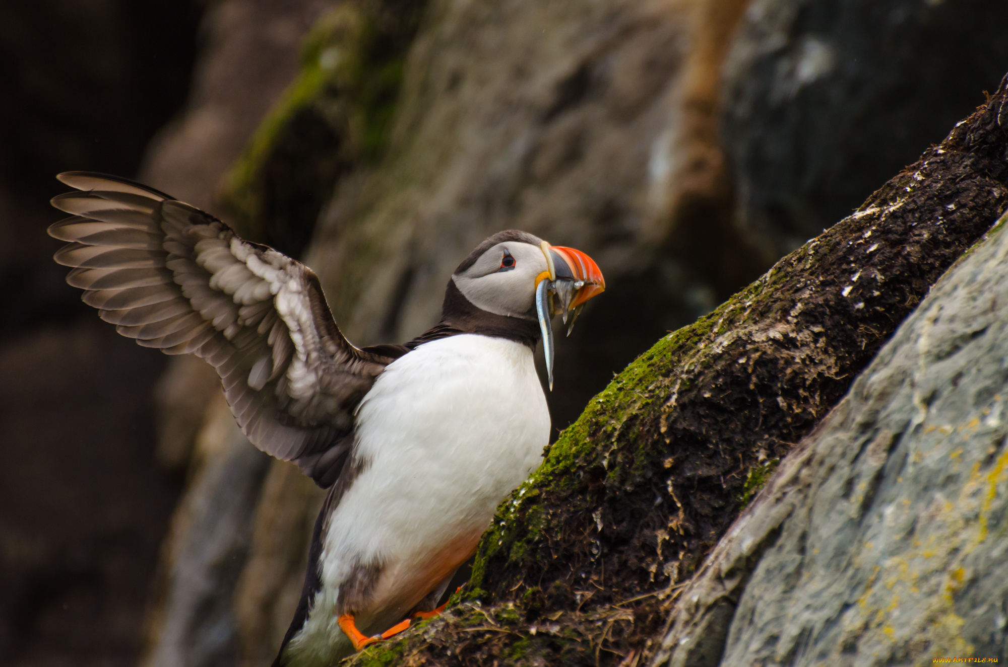 животные, тупики, природа, горы, птица, рыба, тупик