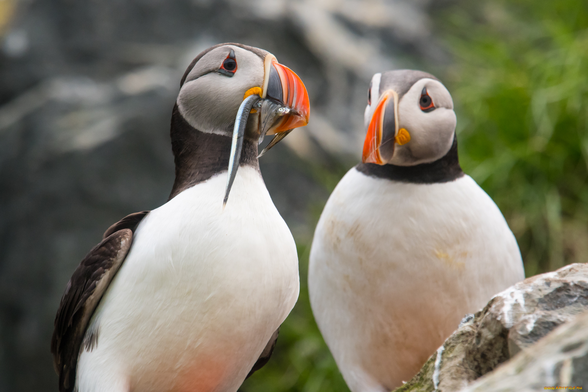 животные, тупики, птицы, рыба, пара, горы, природа