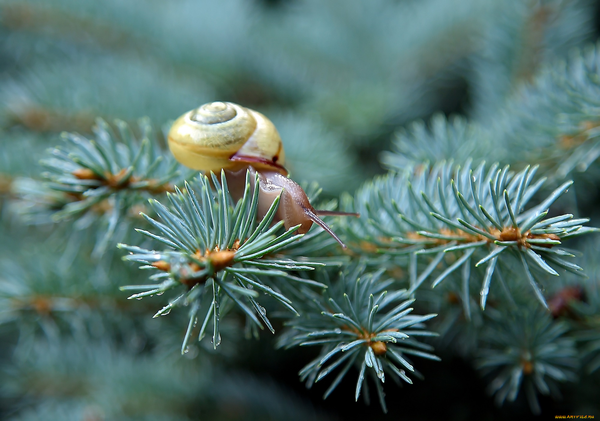 животные, улитки, улитка, ель, ветки, иглы