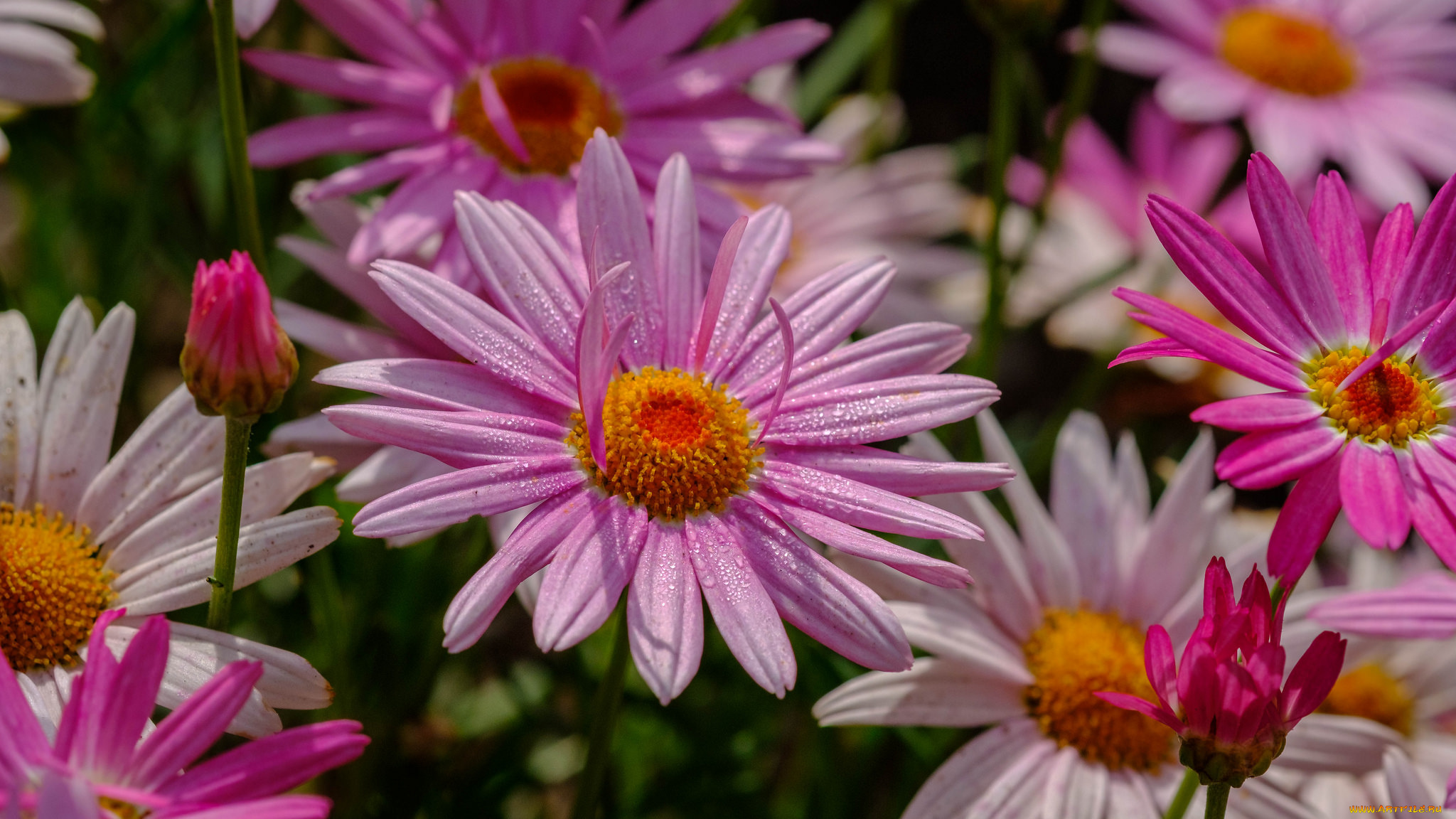 цветы, розовые, цветение, лето