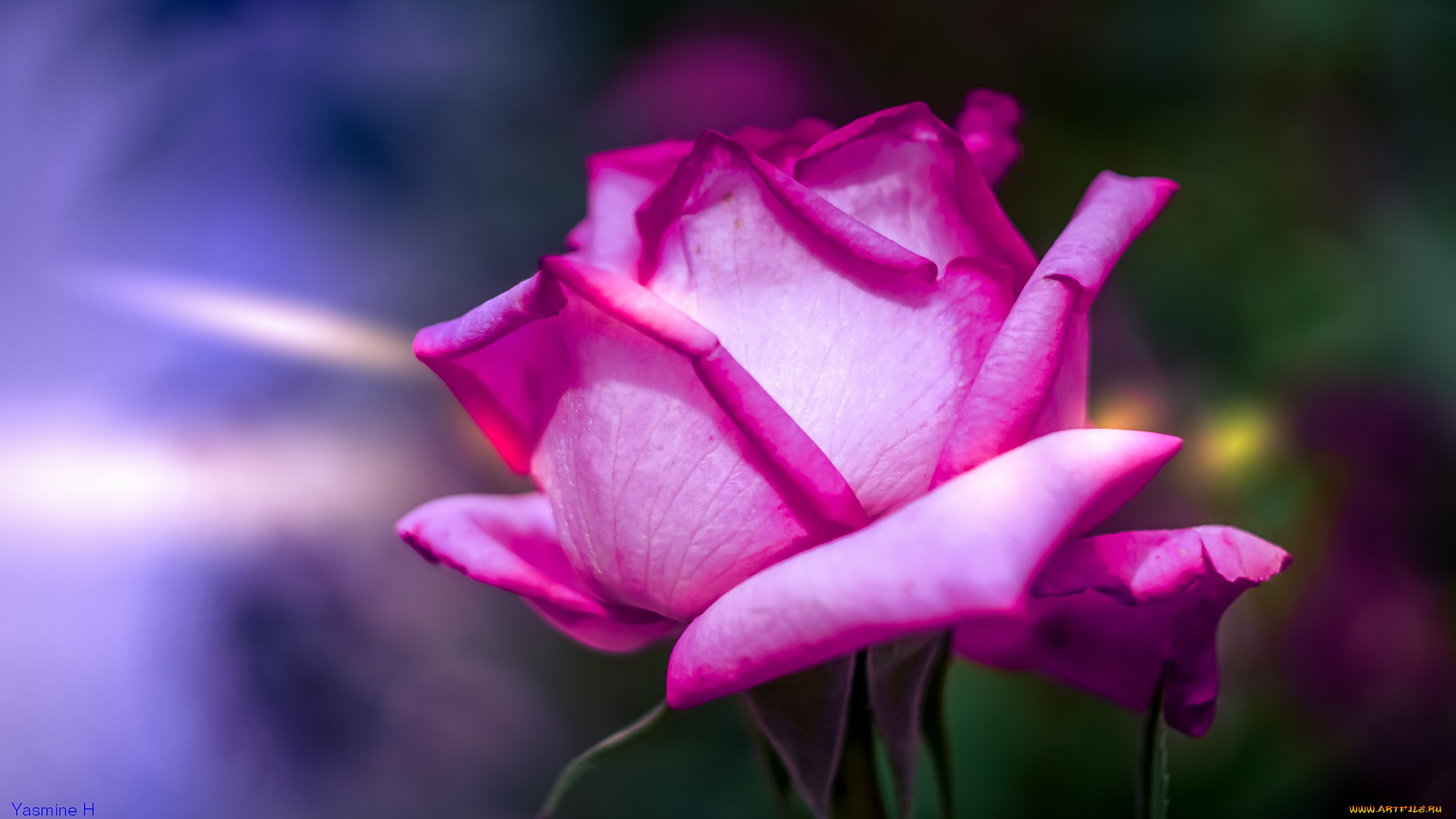 цветы, розы, лепестки, цветение, цвет, роза