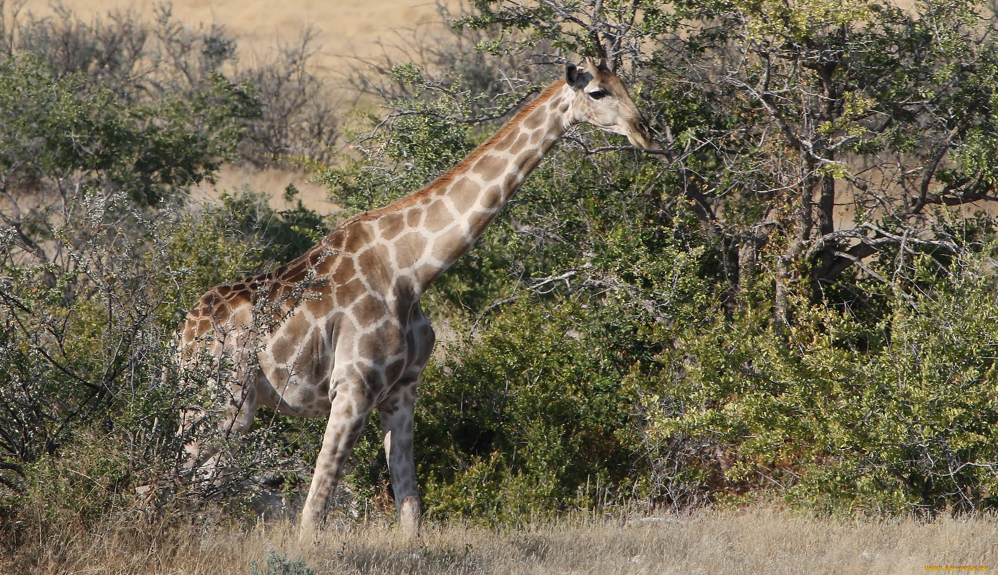 животные, жирафы, жираф