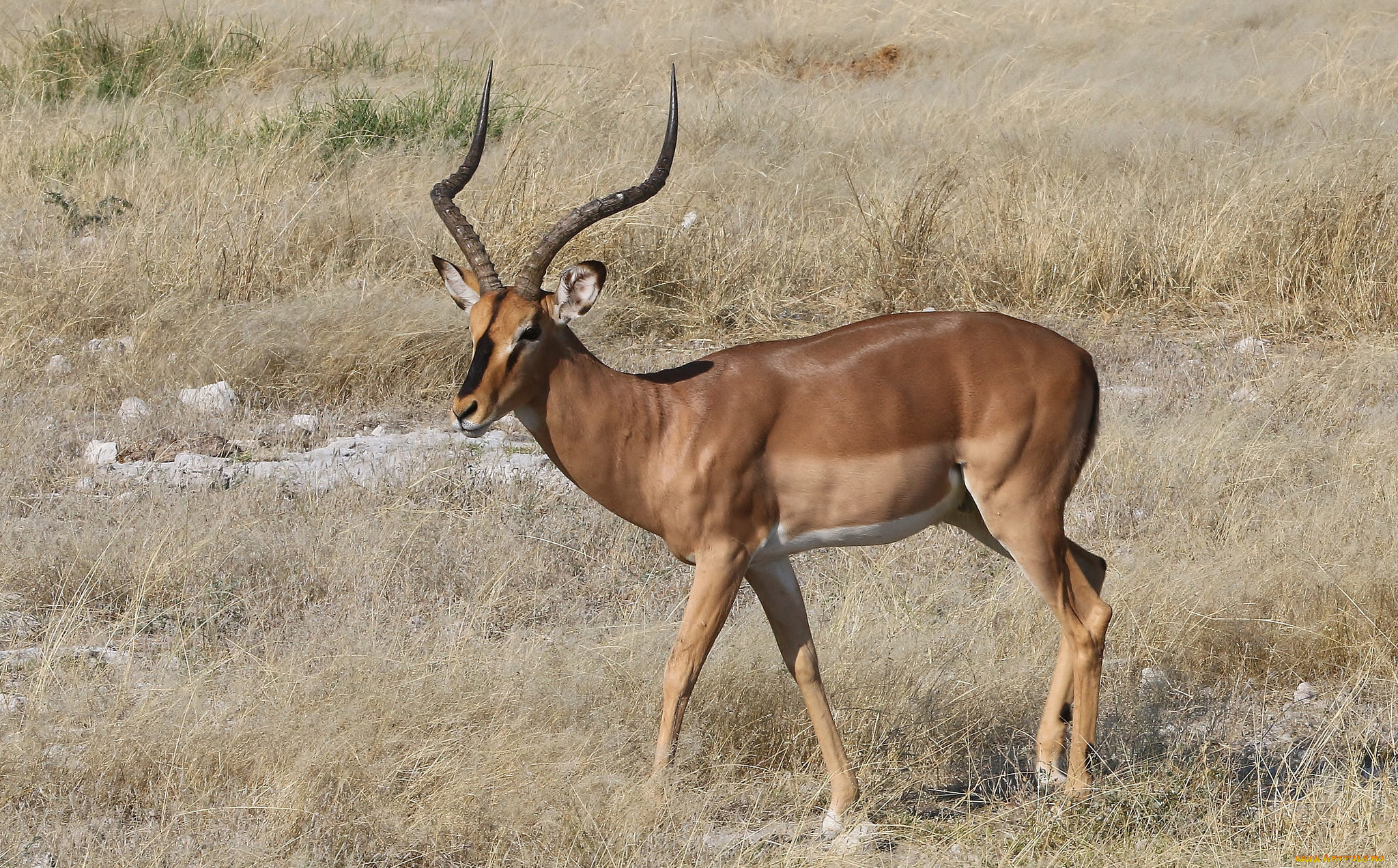 животные, антилопы, антилопа