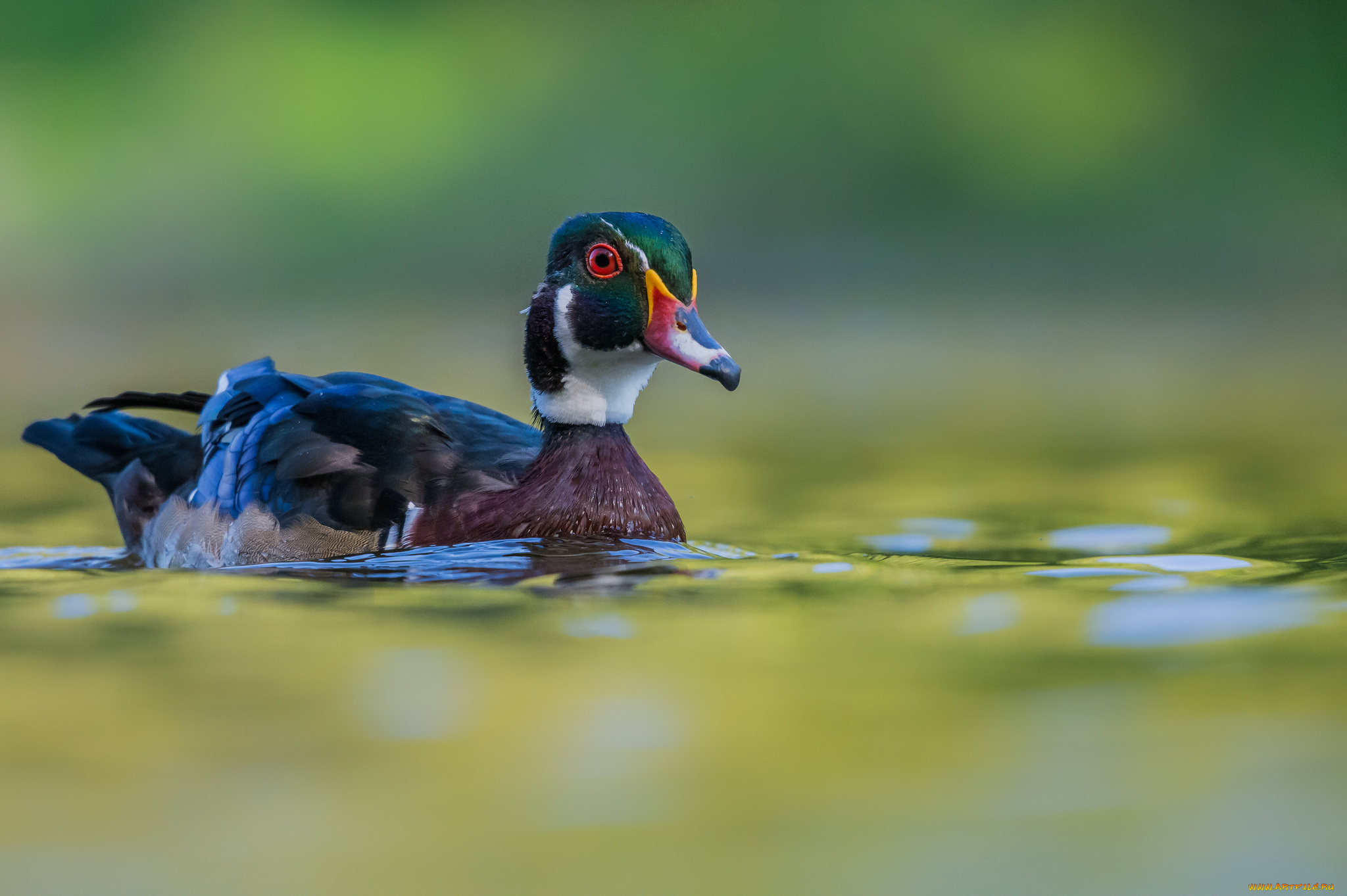 животные, утки, утка, птица, природа, вода