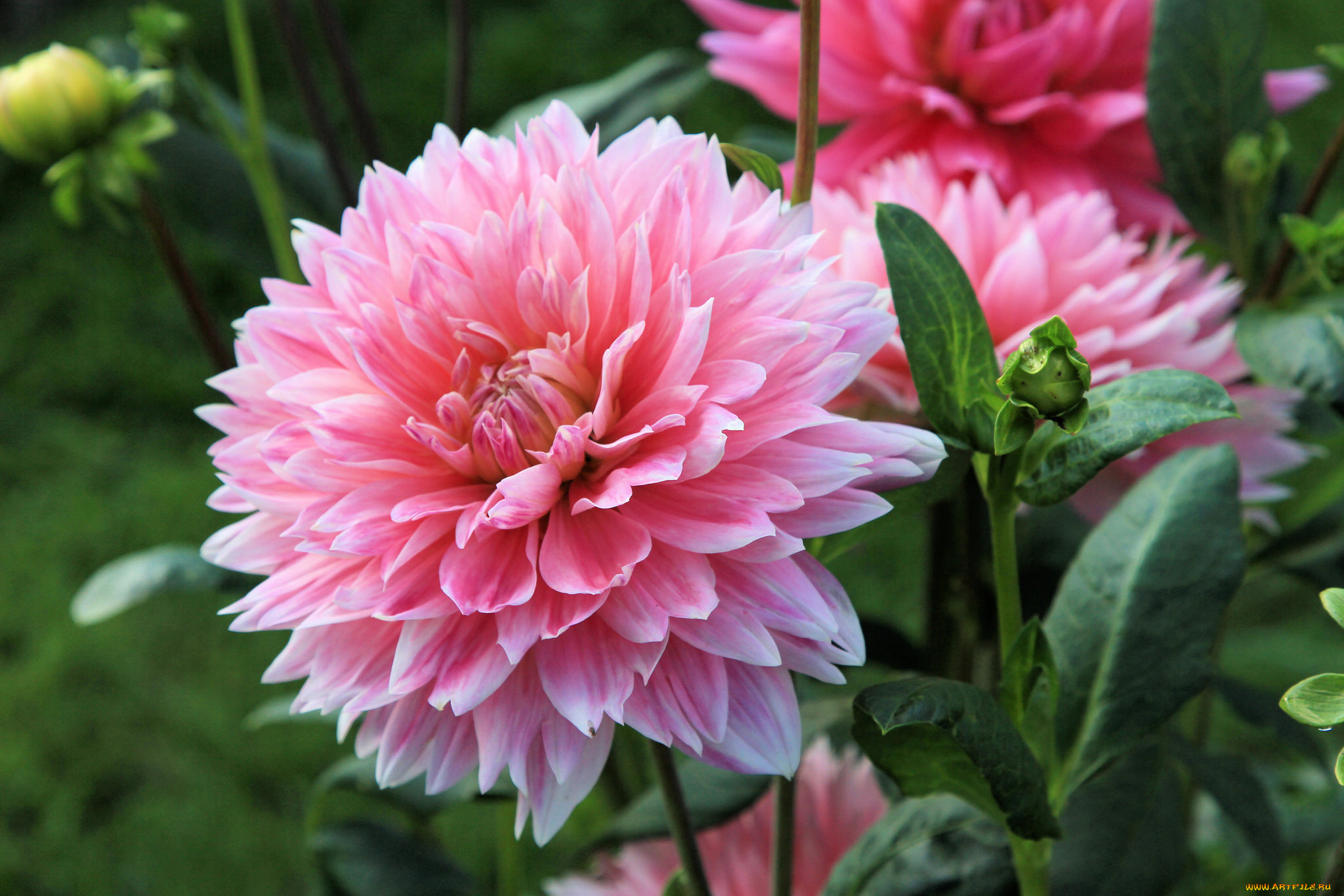 цветы, георгины, макро, композиция, цветок, георгина, лепестки, свечение, георгин