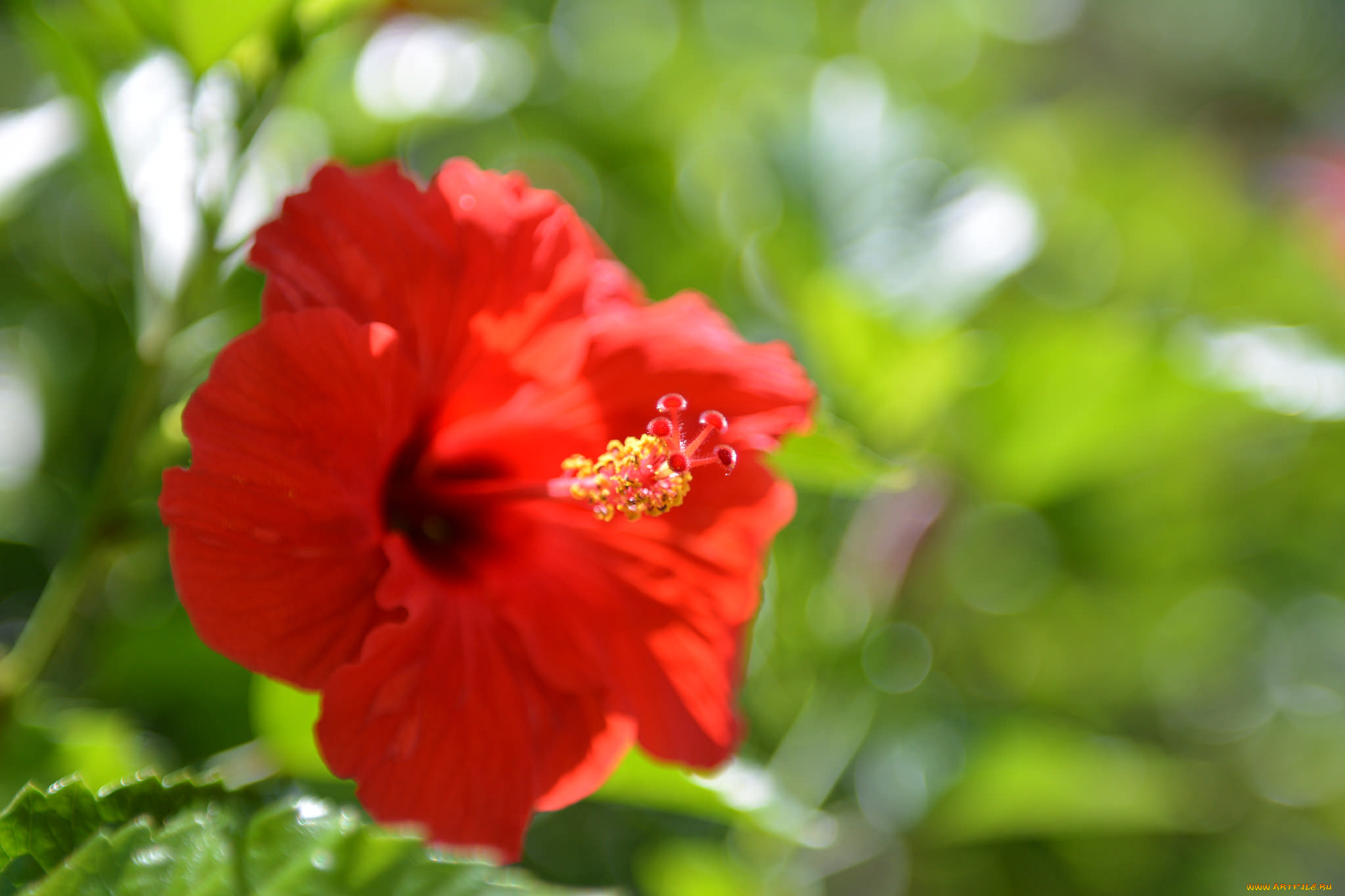 цветы, гибискусы, гибискус, лето, цветение, цветок