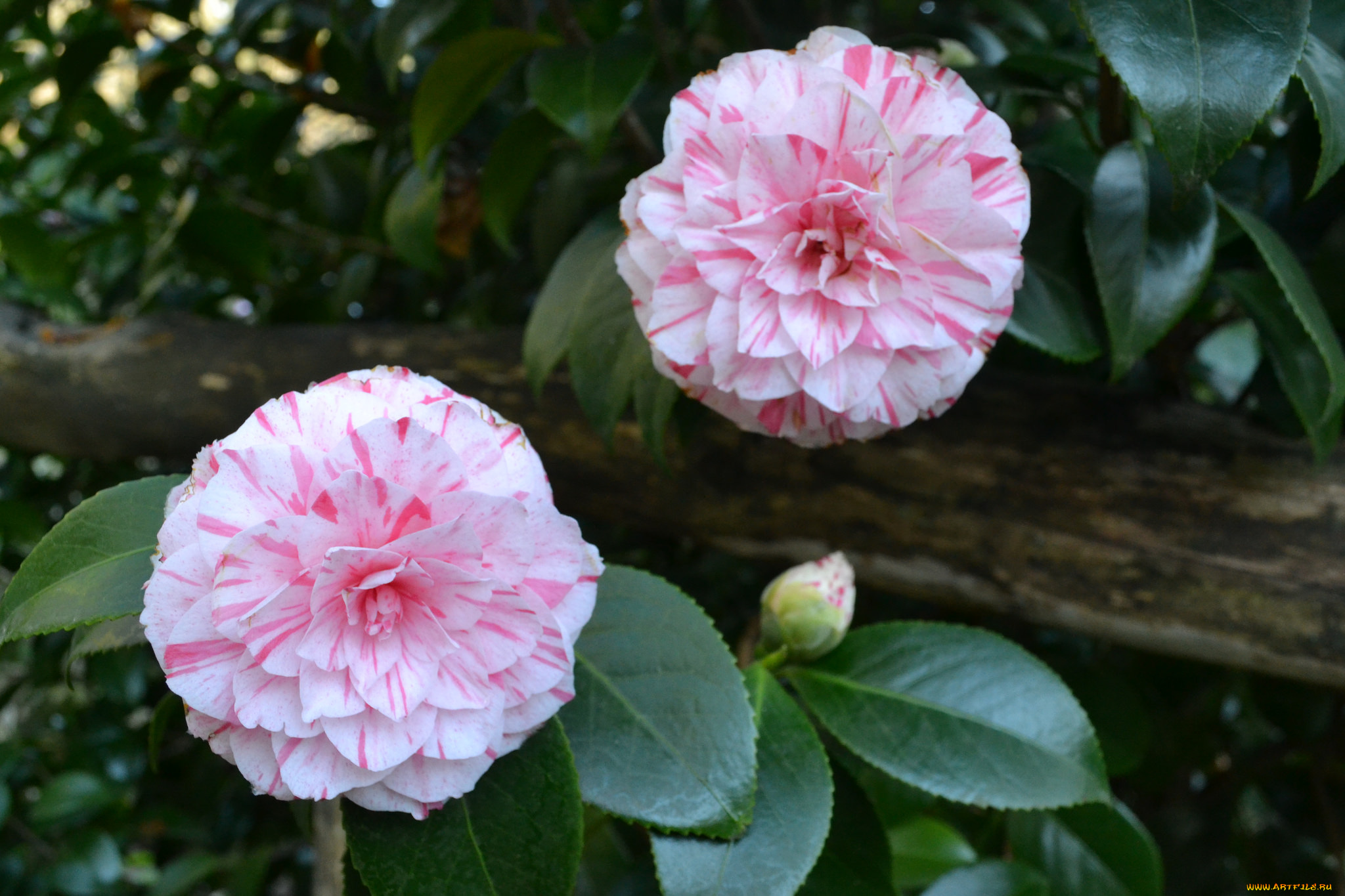 цветы, камелии, камелия, лето, цветение, кустарник