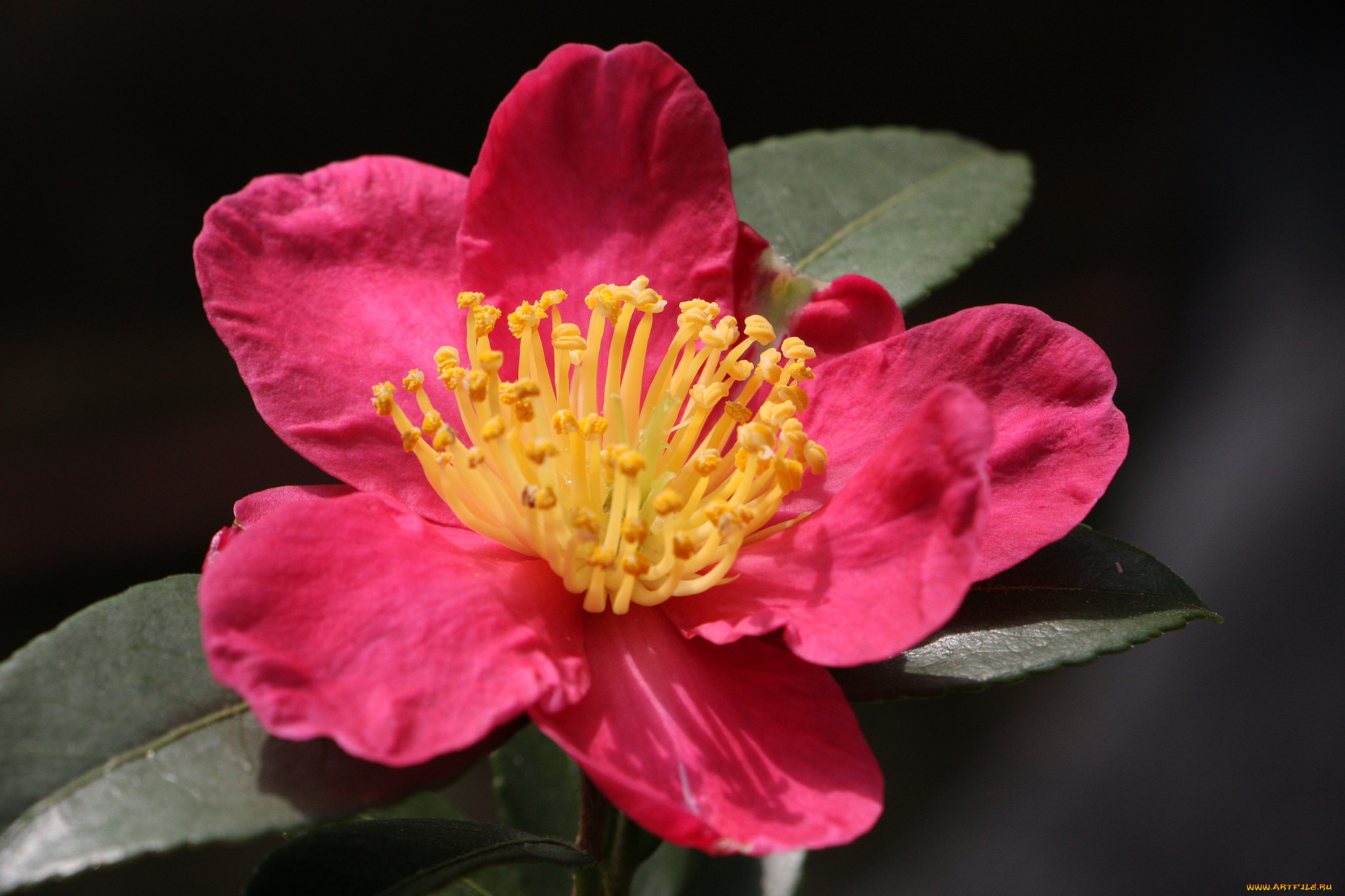 цветы, камелии, кустарник, лето, цветение, камелия