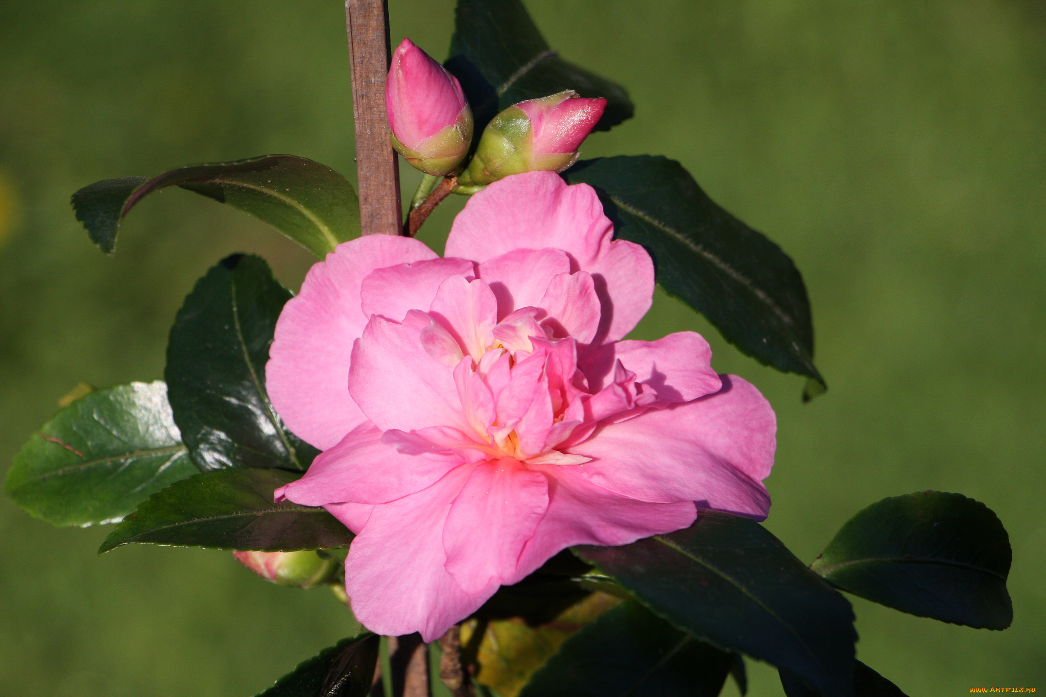 цветы, камелии, лето, кустарник, цветение, камелия