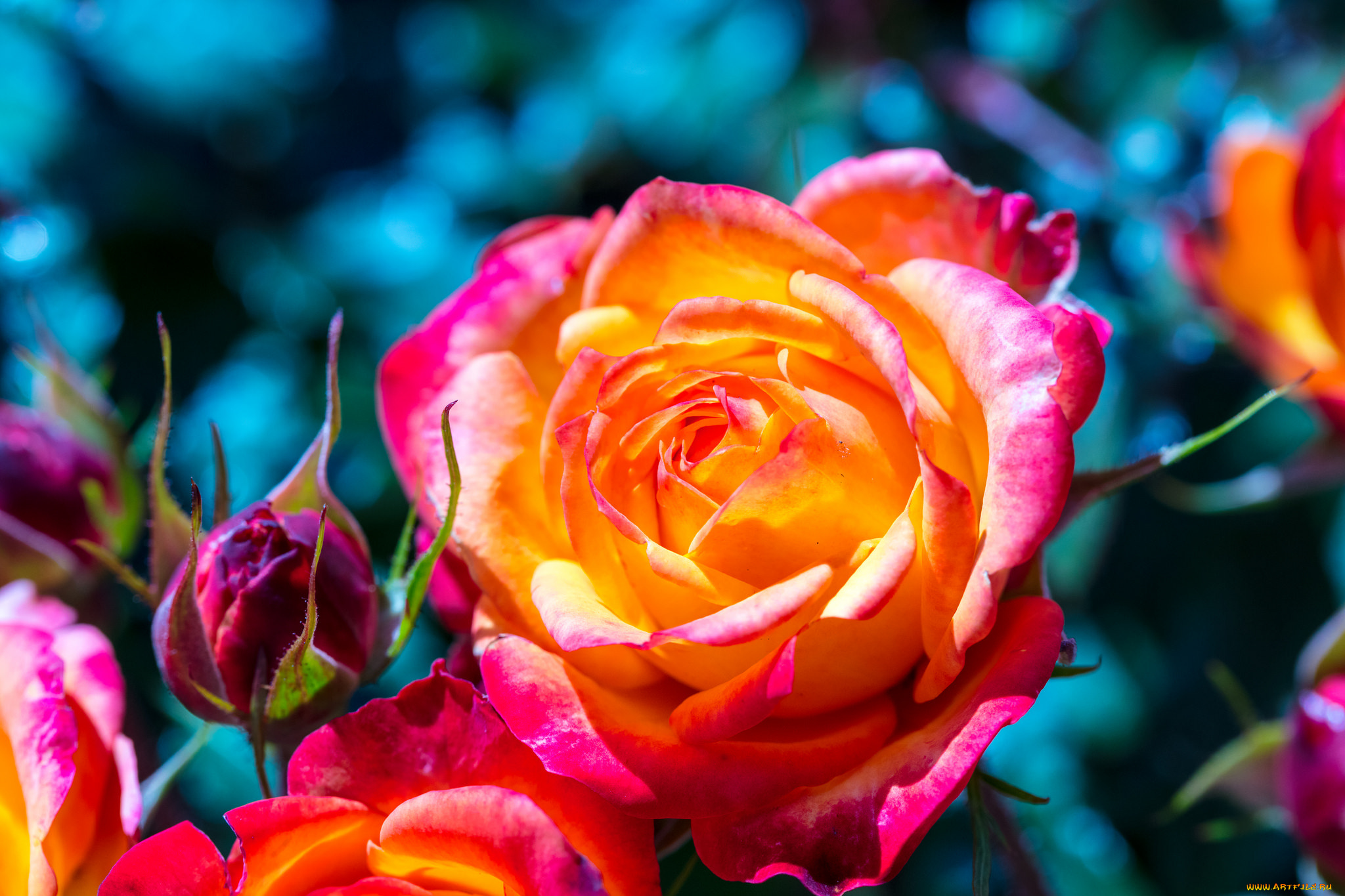 цветы, розы, цвет, лепестки, цветение, роза