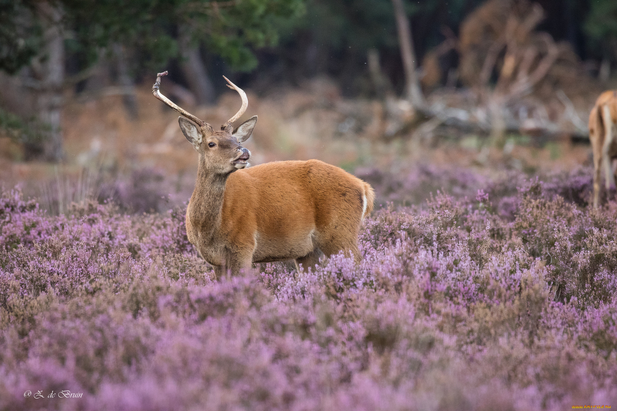 животные, олени, природа, рога, травa, зов, олень