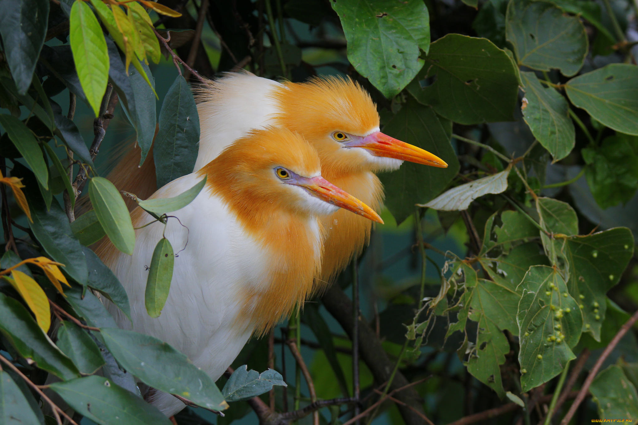 животные, птицы, дерево, белые, листья, природа