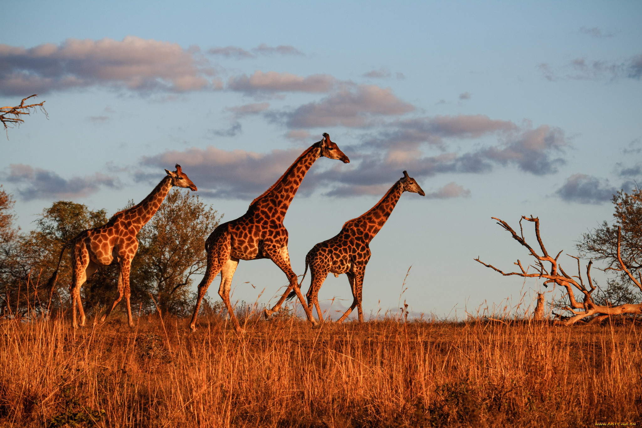 животные, жирафы, жираф