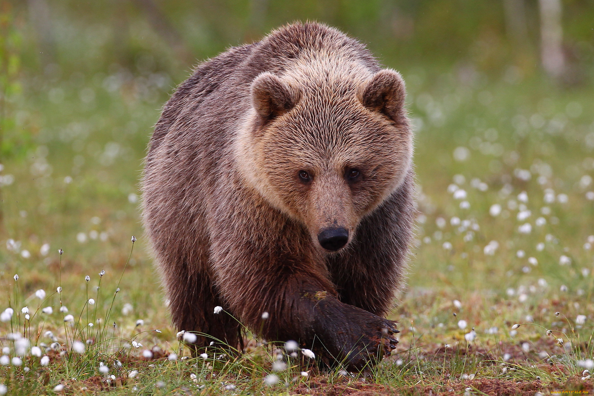 животные, медведи, природа, большой, животное, медведь