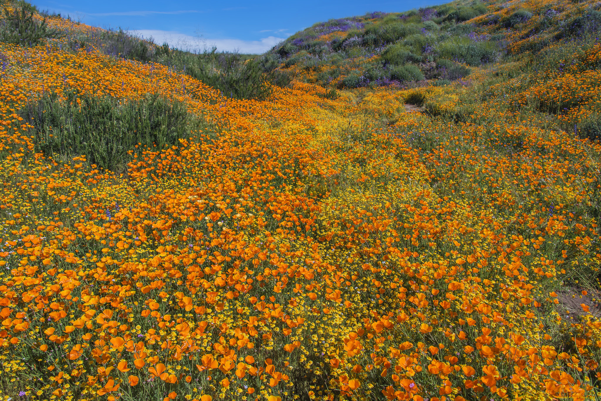 природа, луга, простор