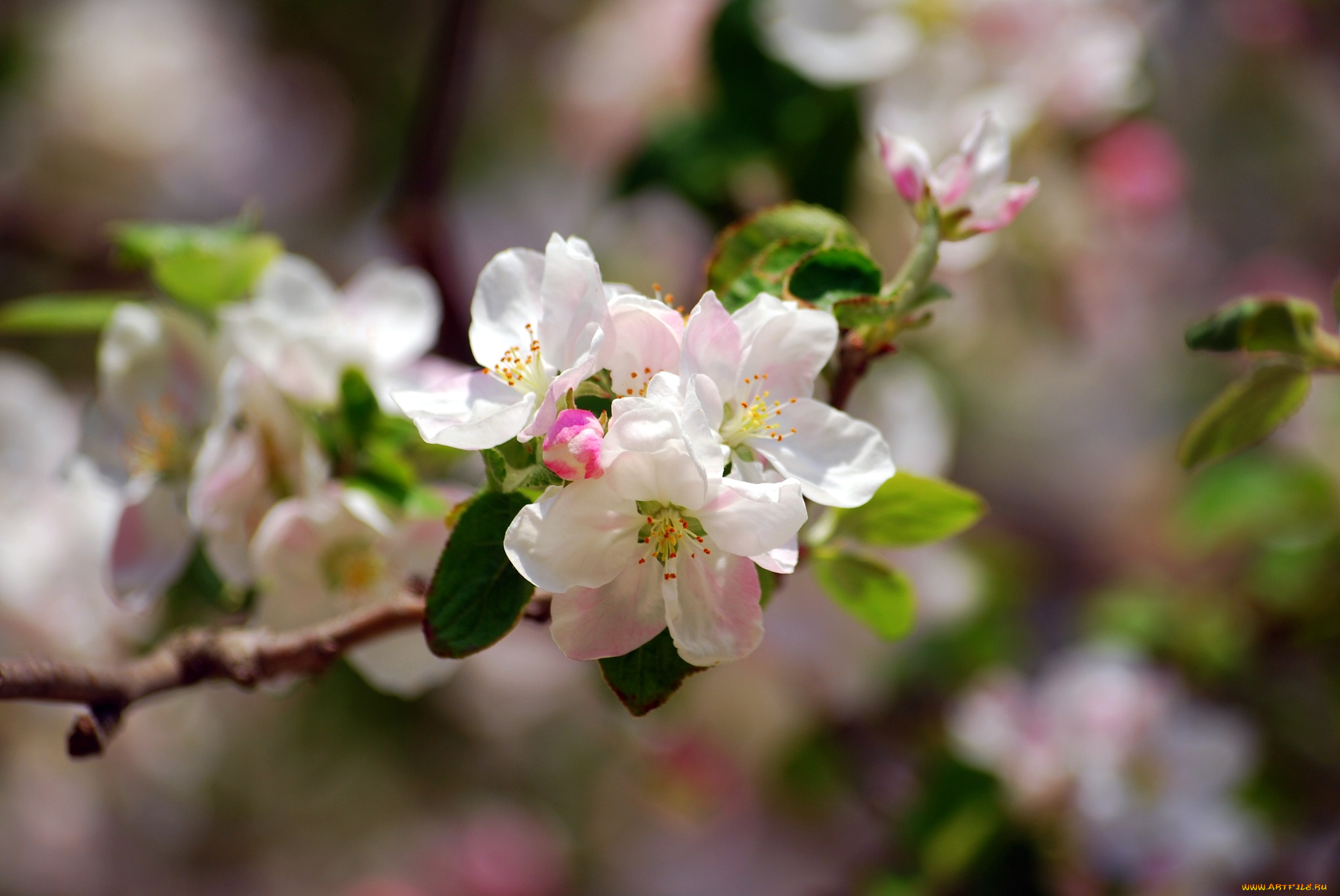 цветы, цветущие, деревья, , , кустарники, цветение, дерево, ветка