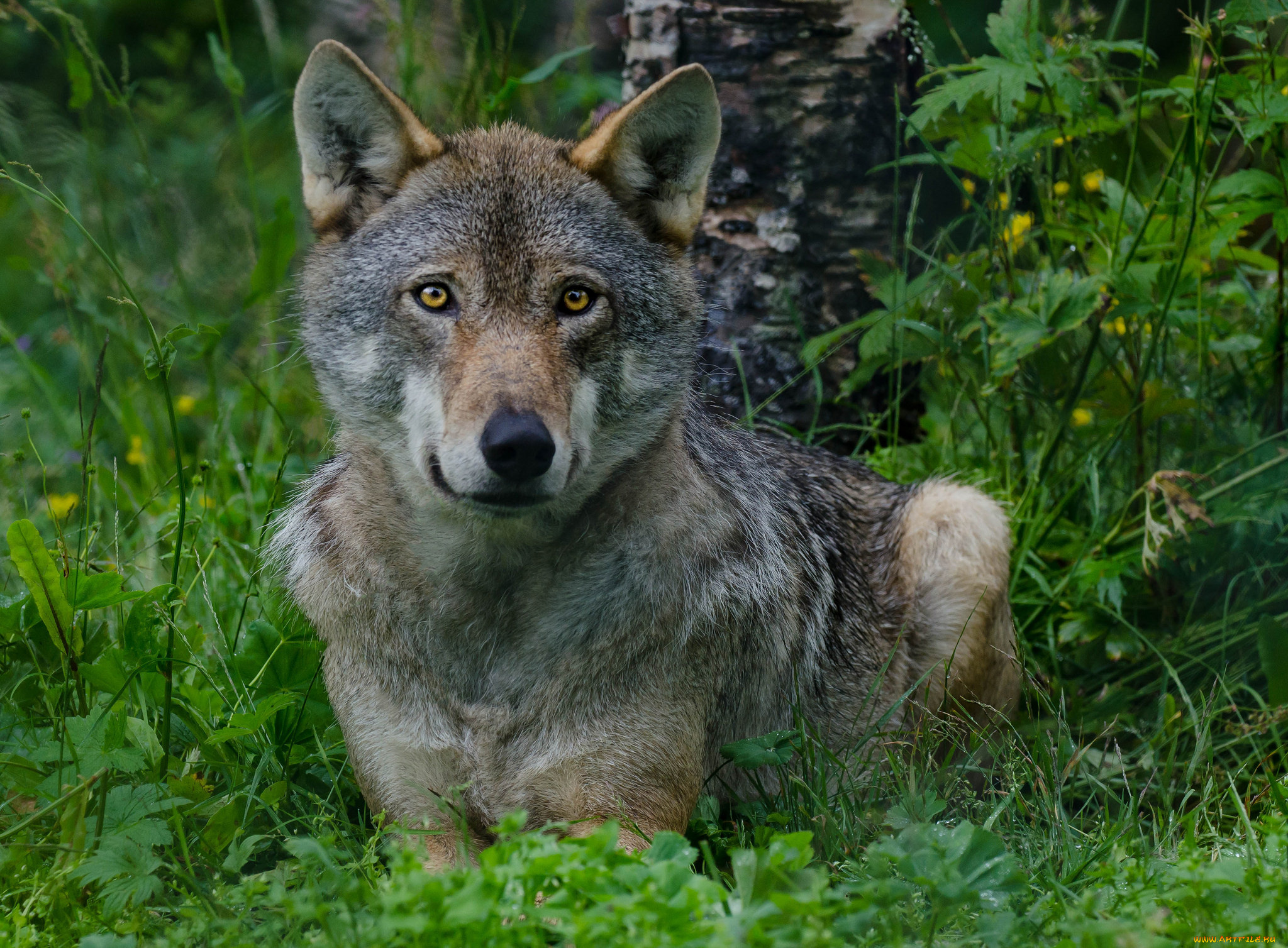 животные, волки, , койоты, , шакалы, опасен, взгляд, фон, лес, волк